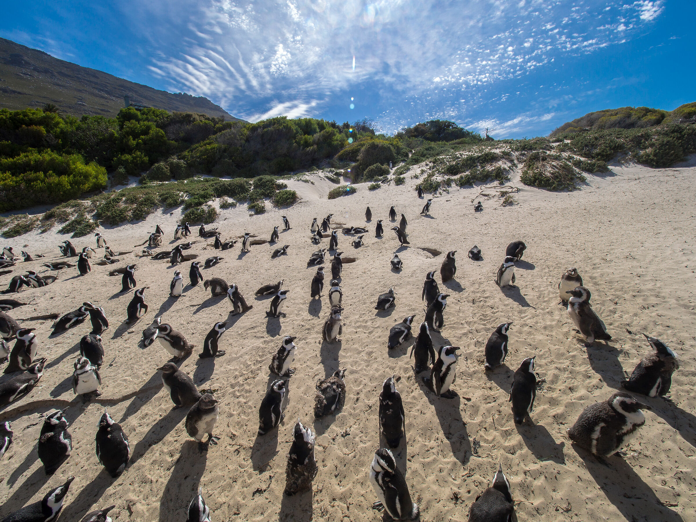 Penguins at Boulders Beach...