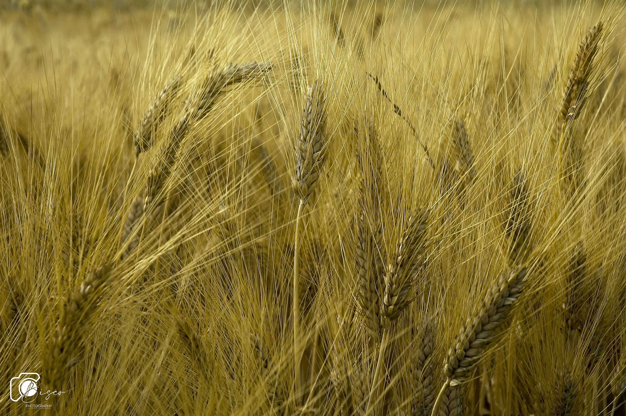 Ears of wheat...