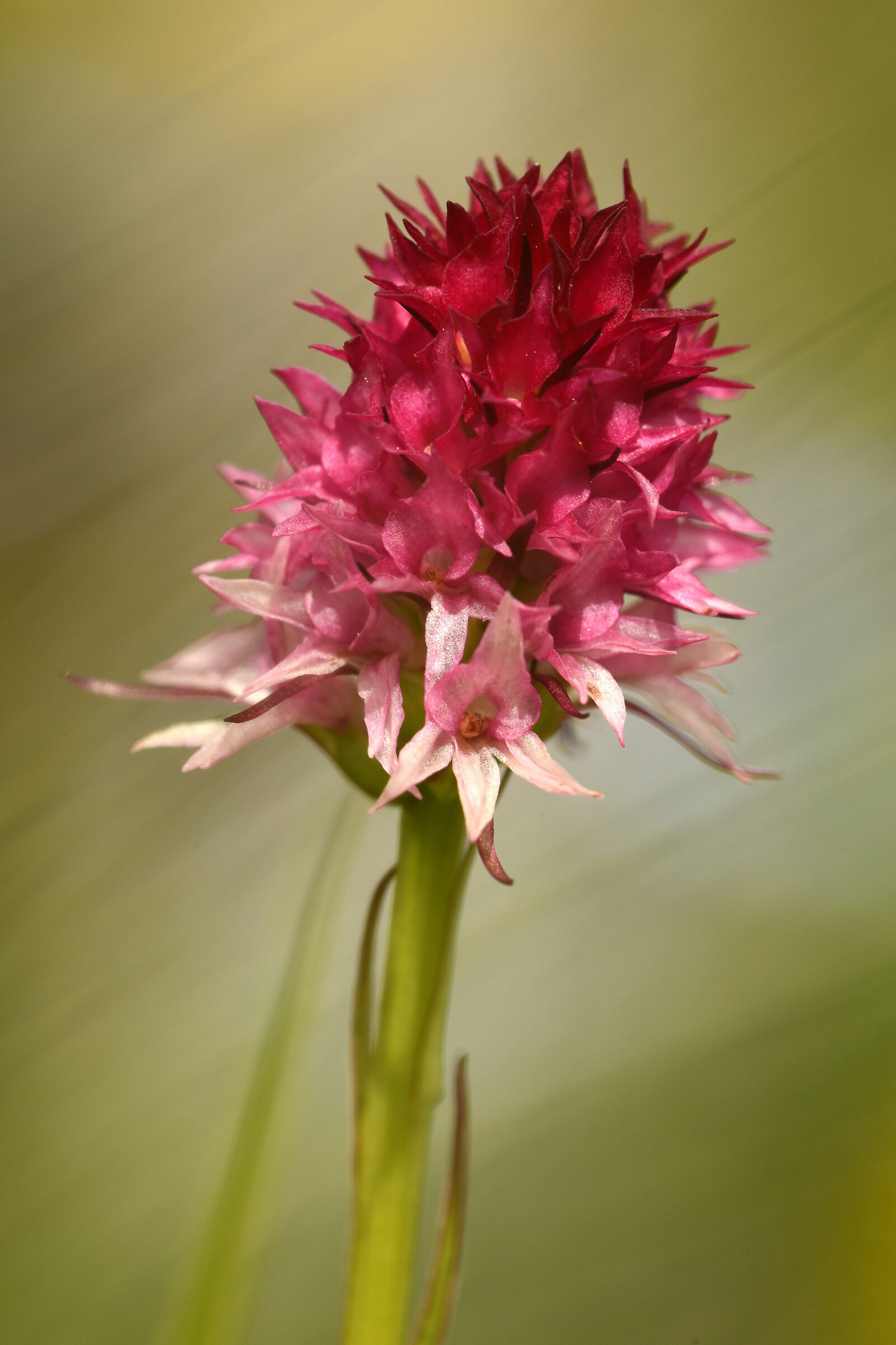 Orchidee - Nigritella bicolore...
