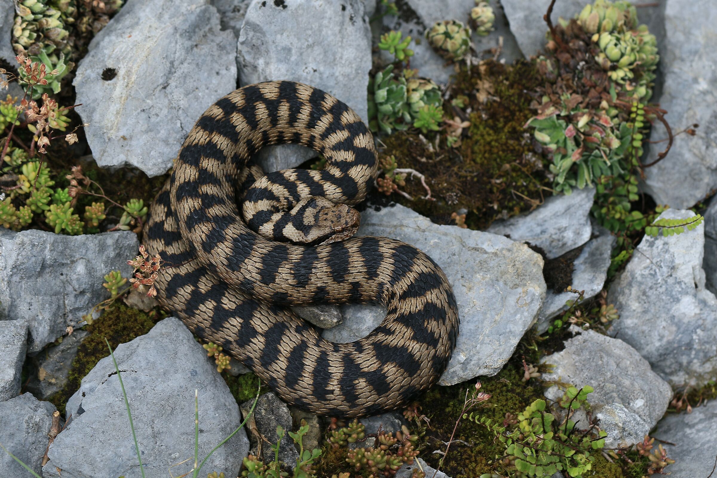 Vipera aspis aspis from atra, femmina, 1290m...