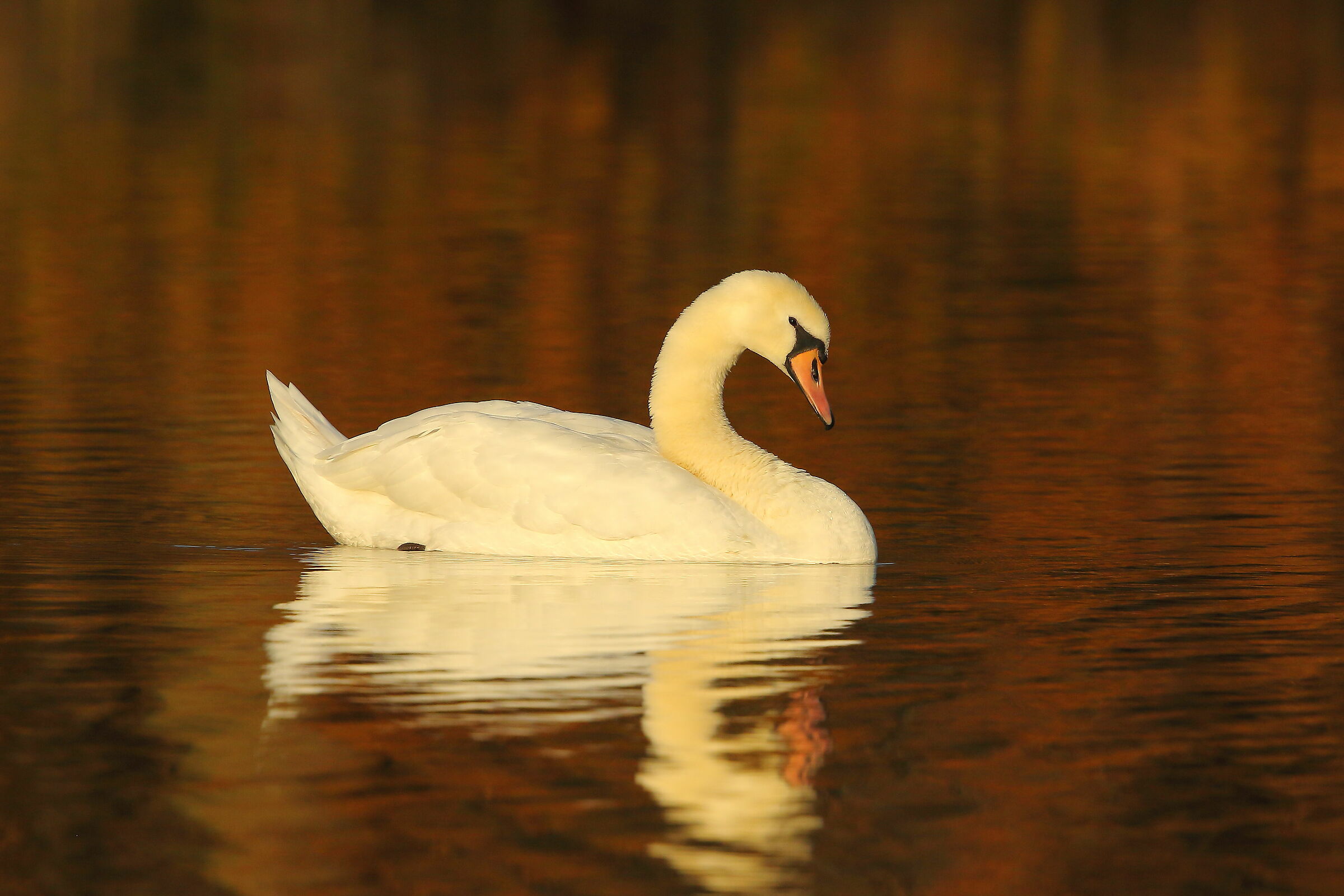 Royal Swan...
