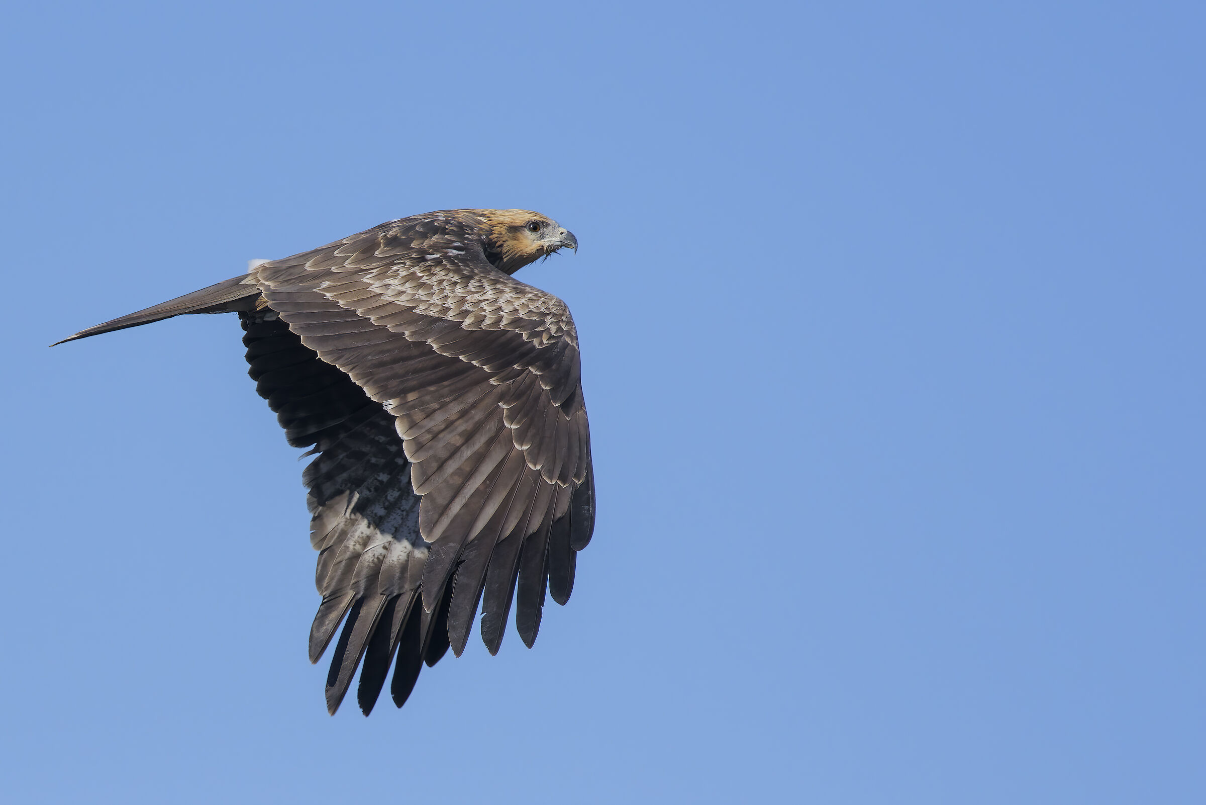 Brown Kite (Milvus migrans) Young...
