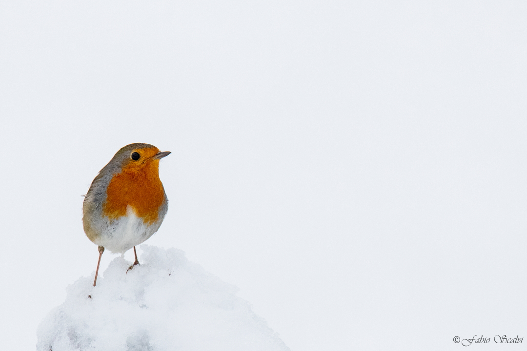 Robin in the Snow...