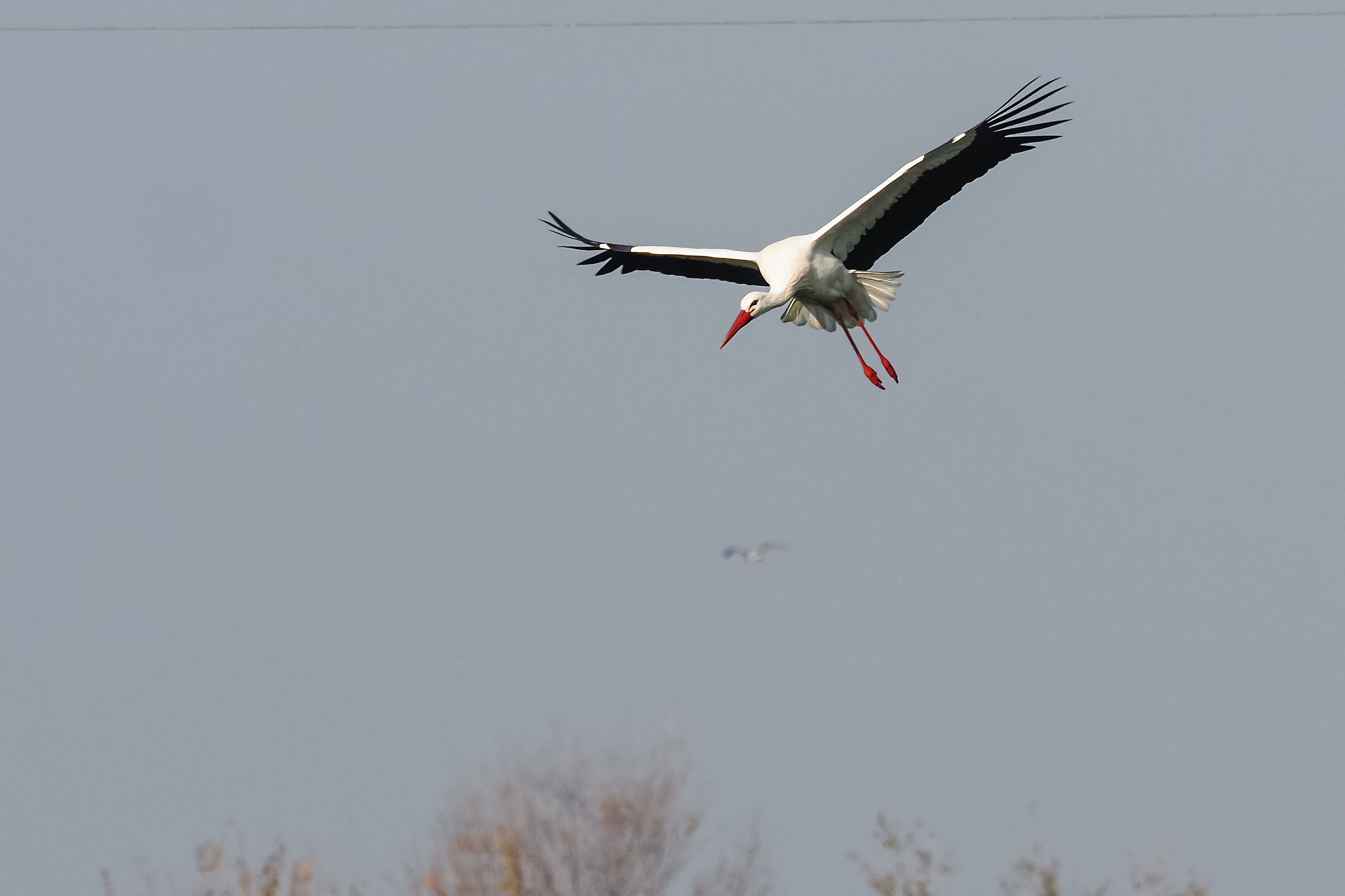 Stork landing...