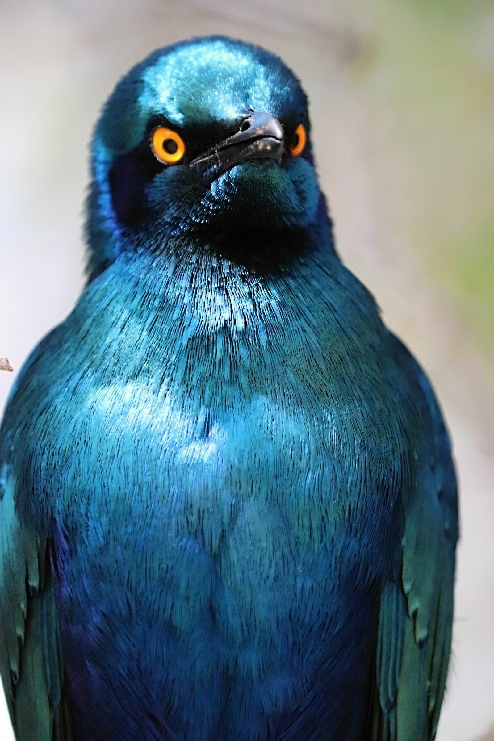 African blue starling...