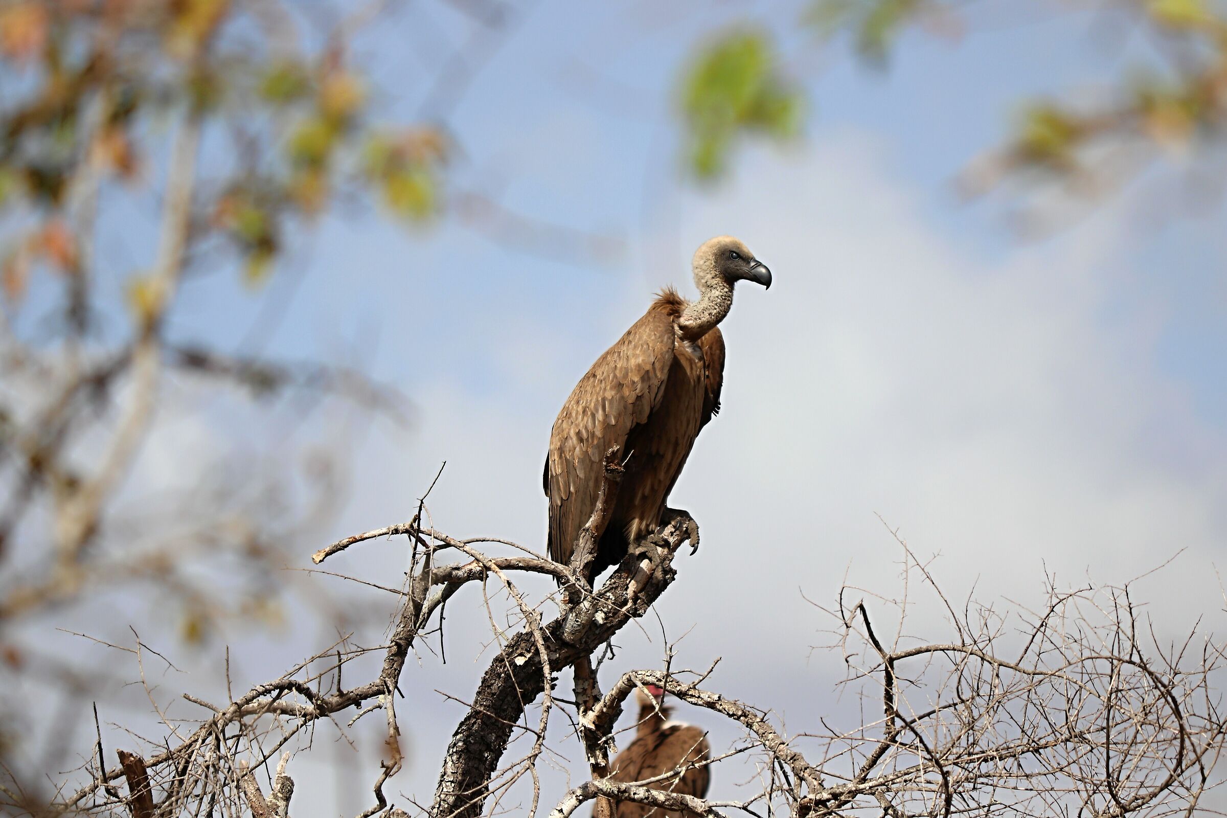 African vulture...