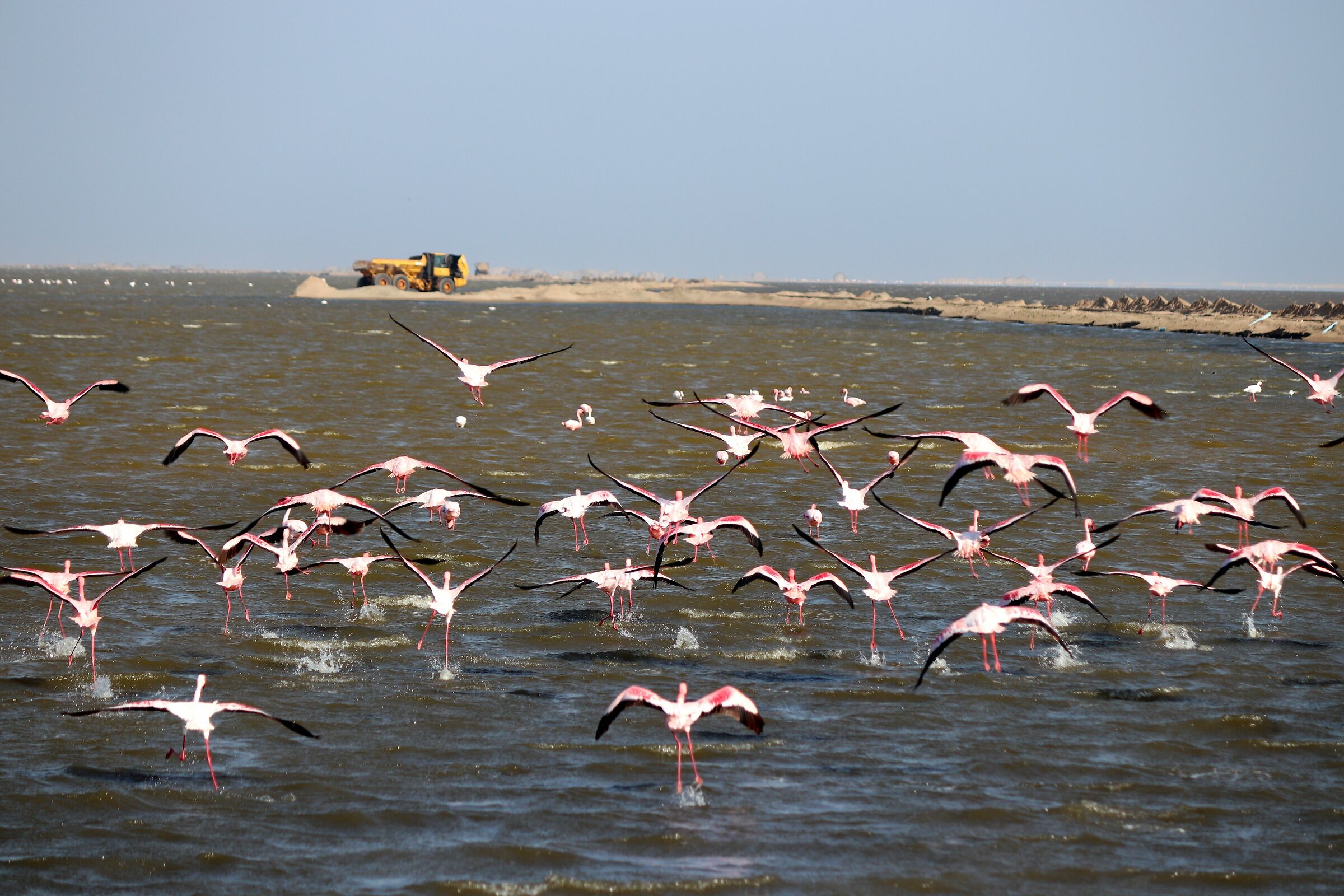 Namibian pink flamingos in flight...