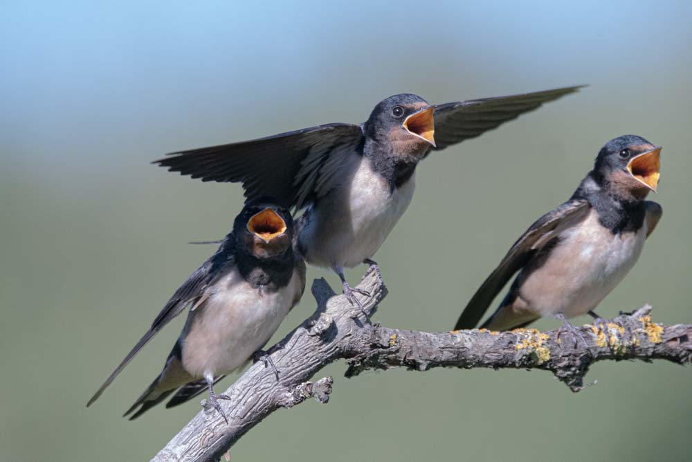 3 VERY HUNGRY SWALLOW BROTHERS ...
