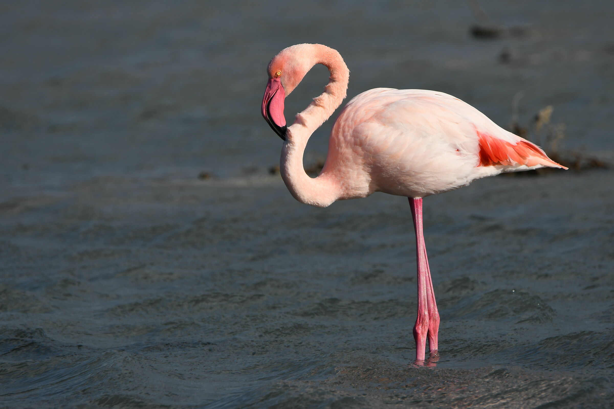 Gulf of Palmas (flamingo)...