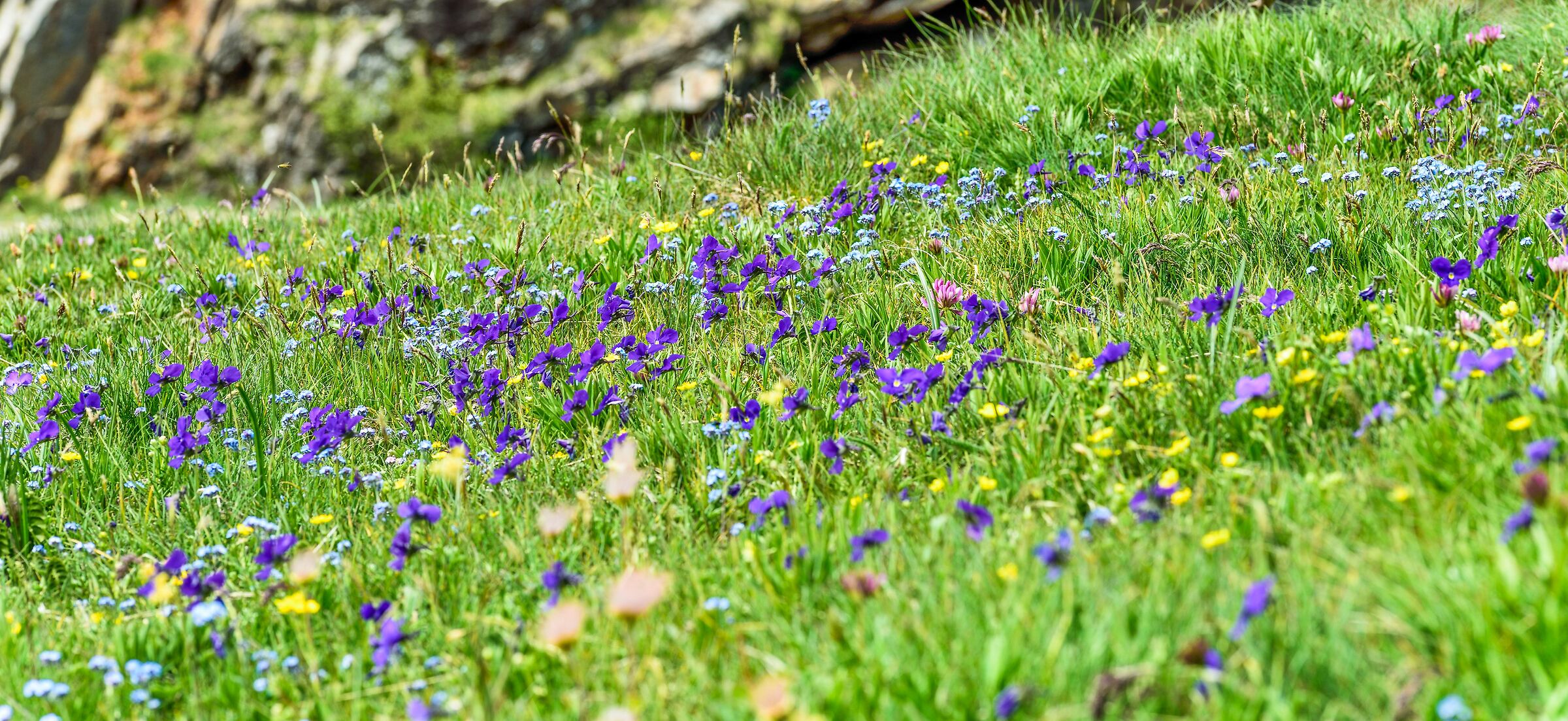 a sea of violets.... and not only...