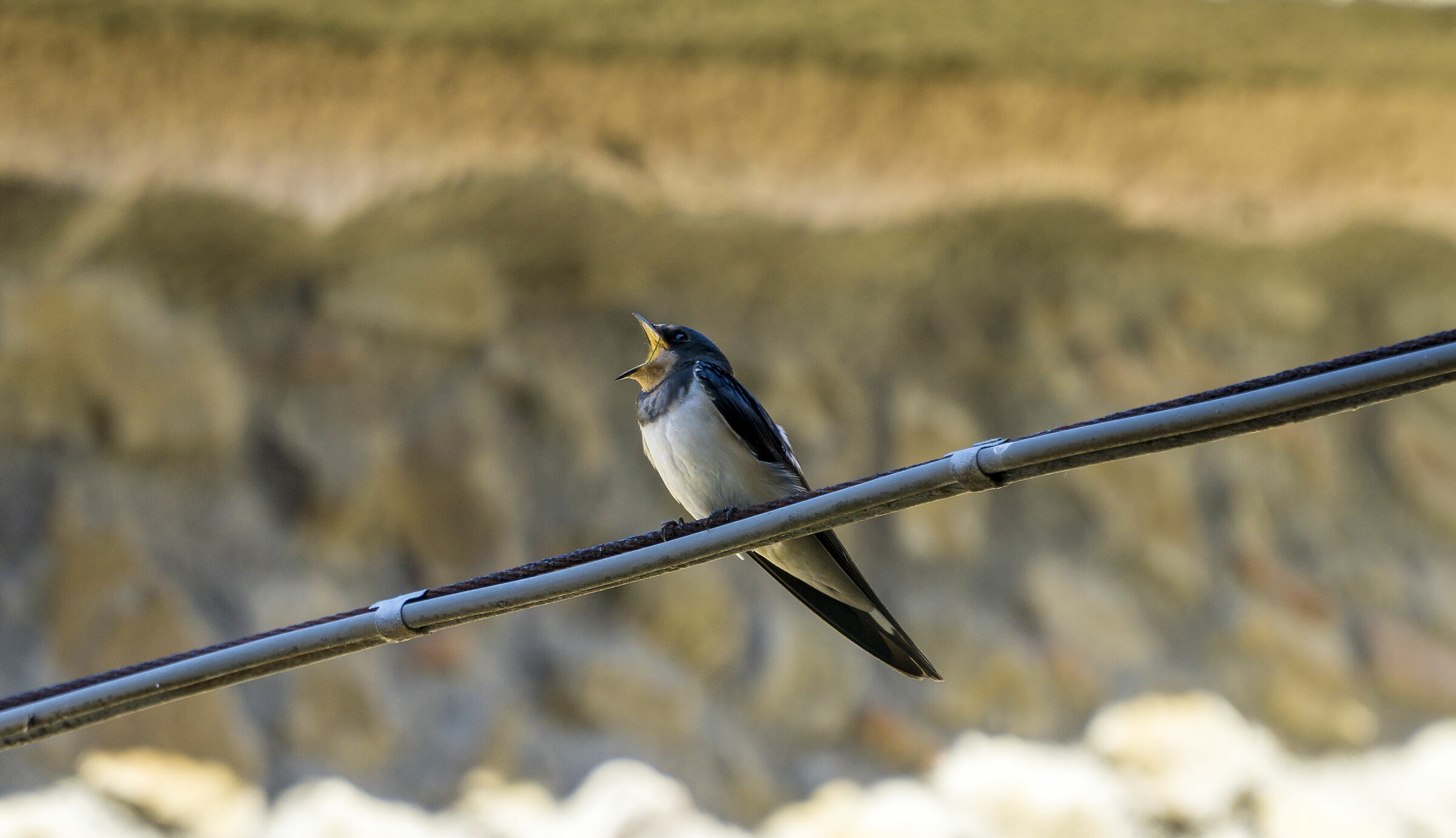 Humped swallow...