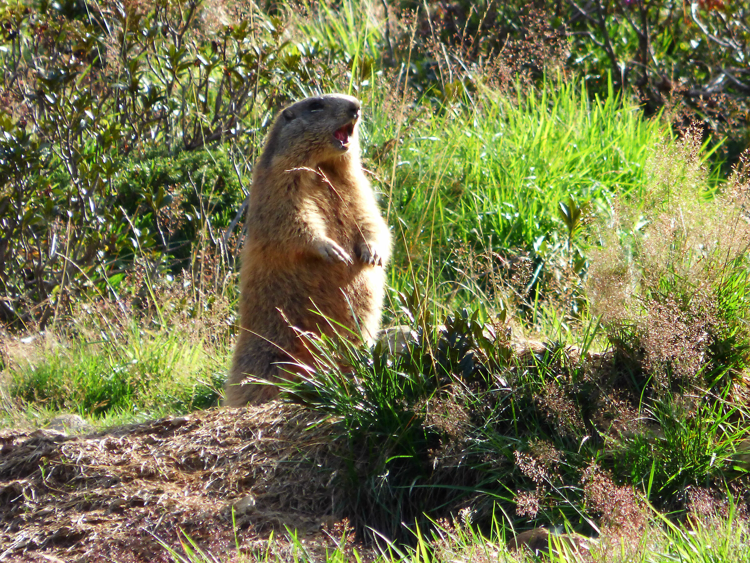 The Call of the Marmot...
