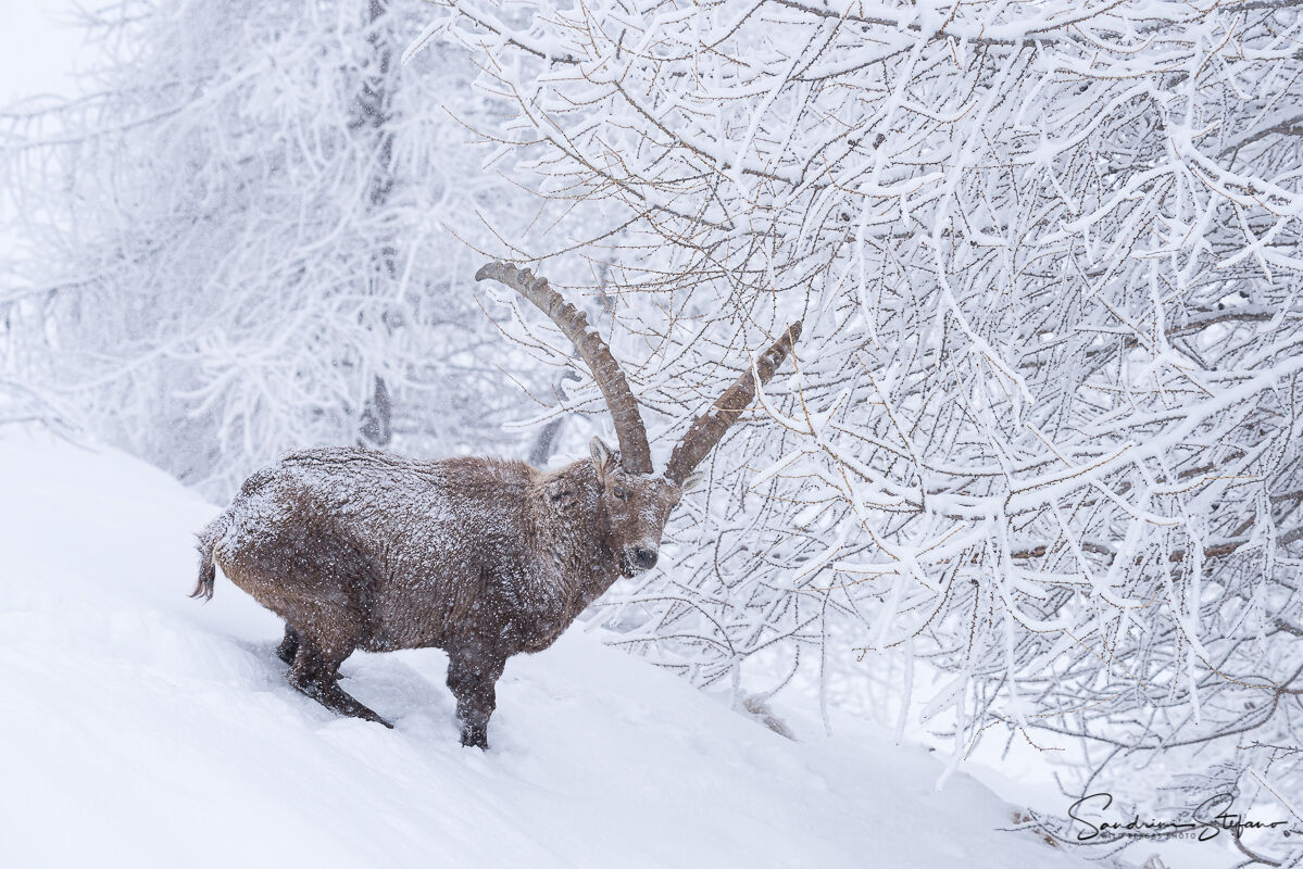 Snowy ibex...