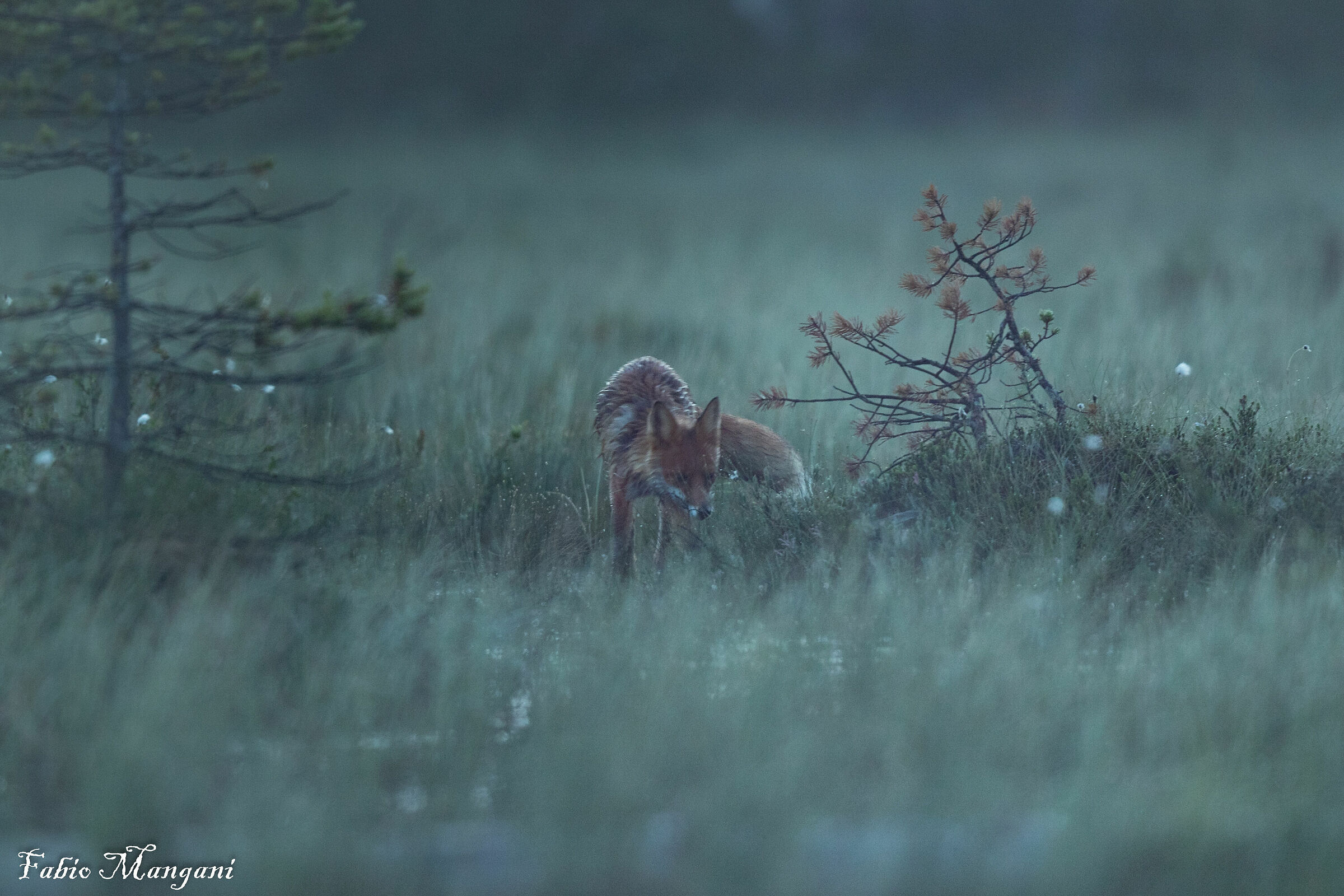 Fox in Finnish Lapland...