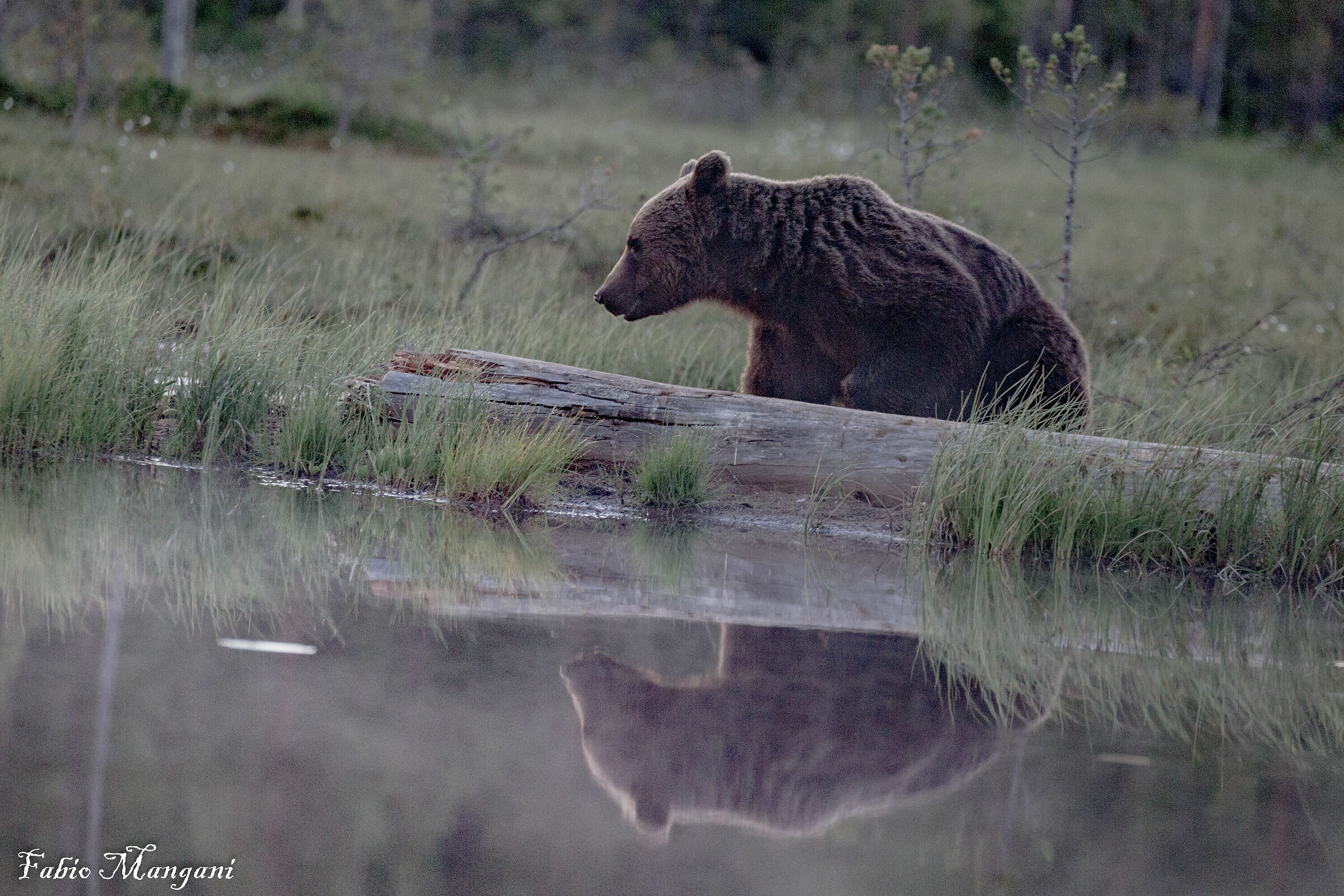 Finnish Lapland Bear...