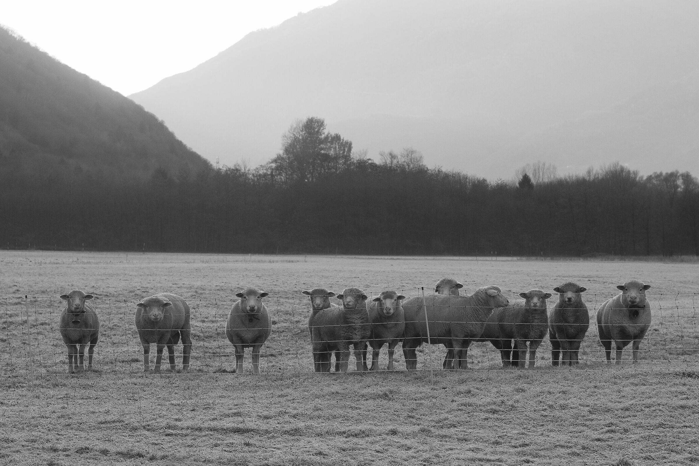 Sheep in frost...