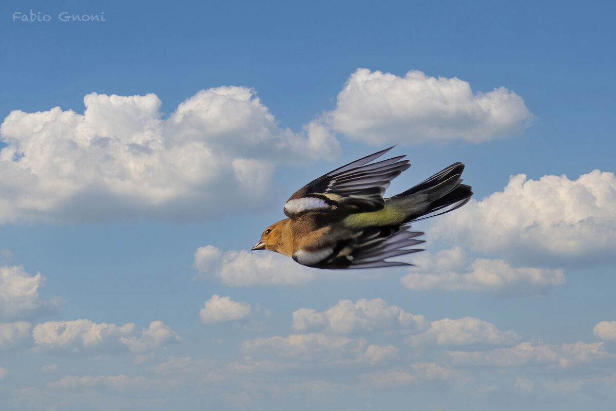 Finch in flight...