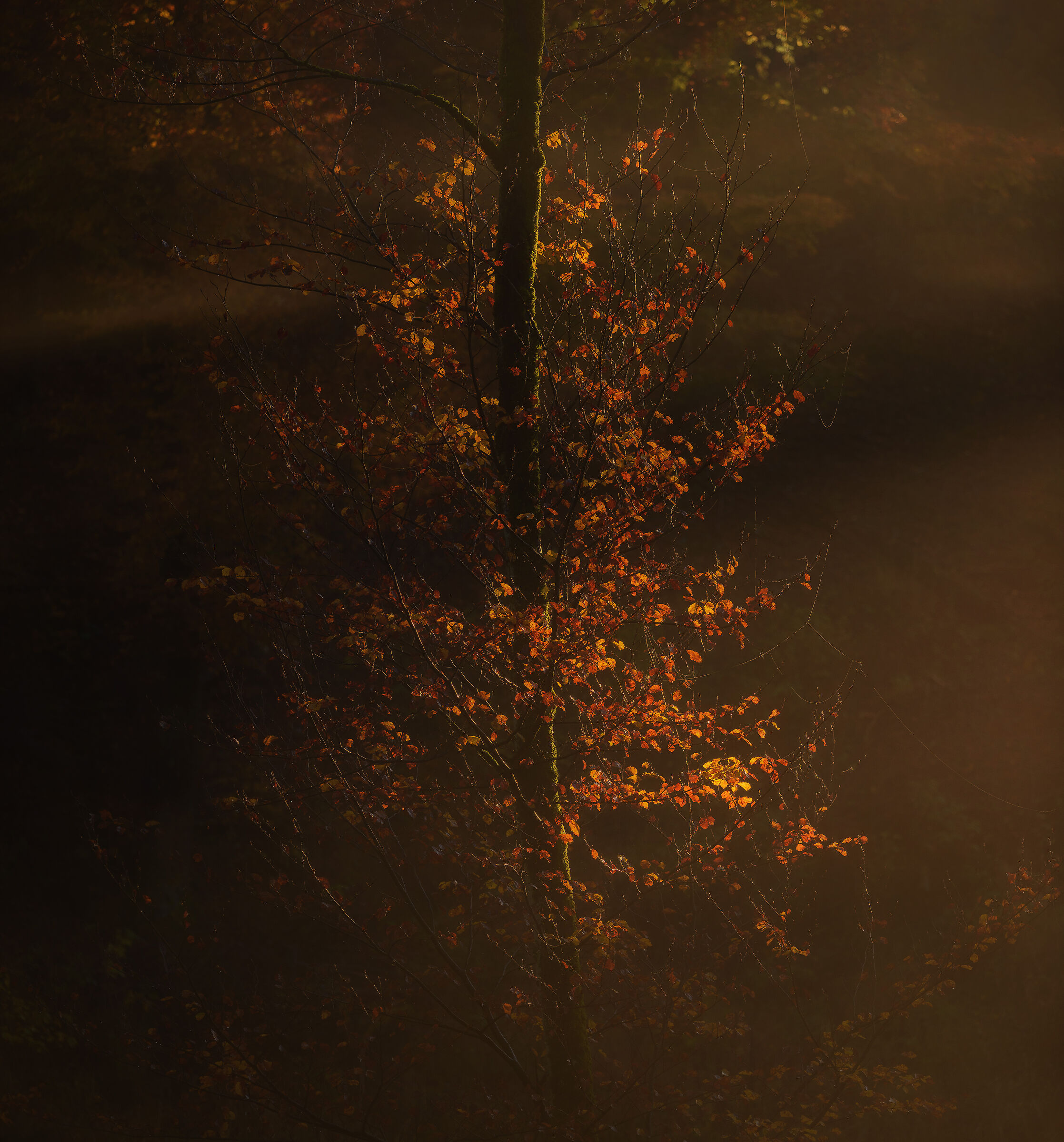 Luce mistica nella foresta...