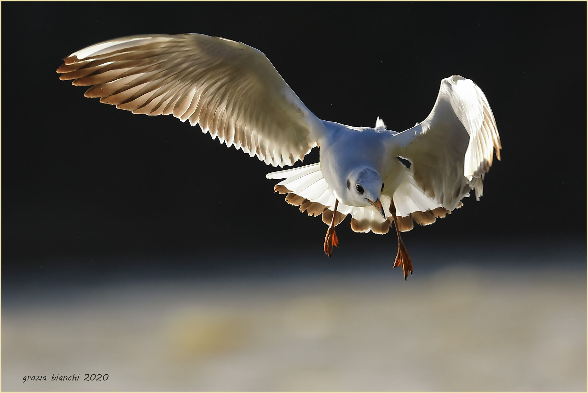 Common seagull - Arno Firenze...