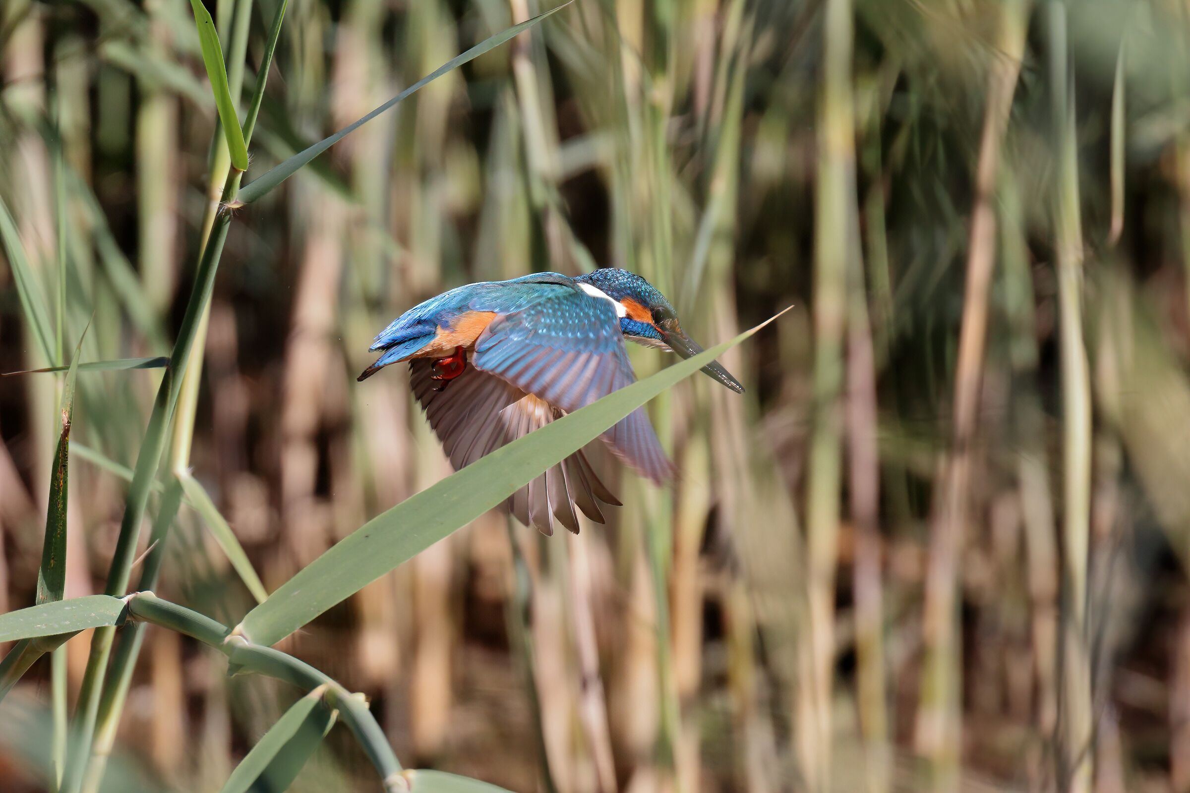 Common kingfisher...