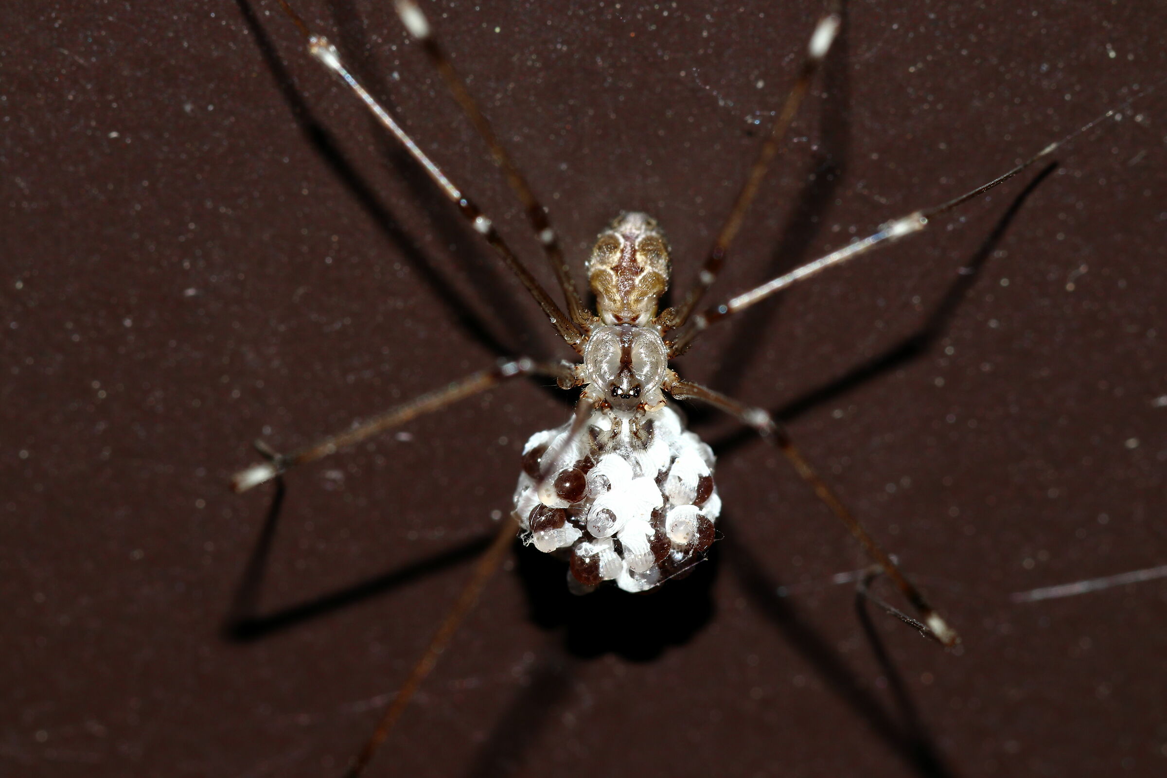 Pholcus phalangioides con ovisacco...