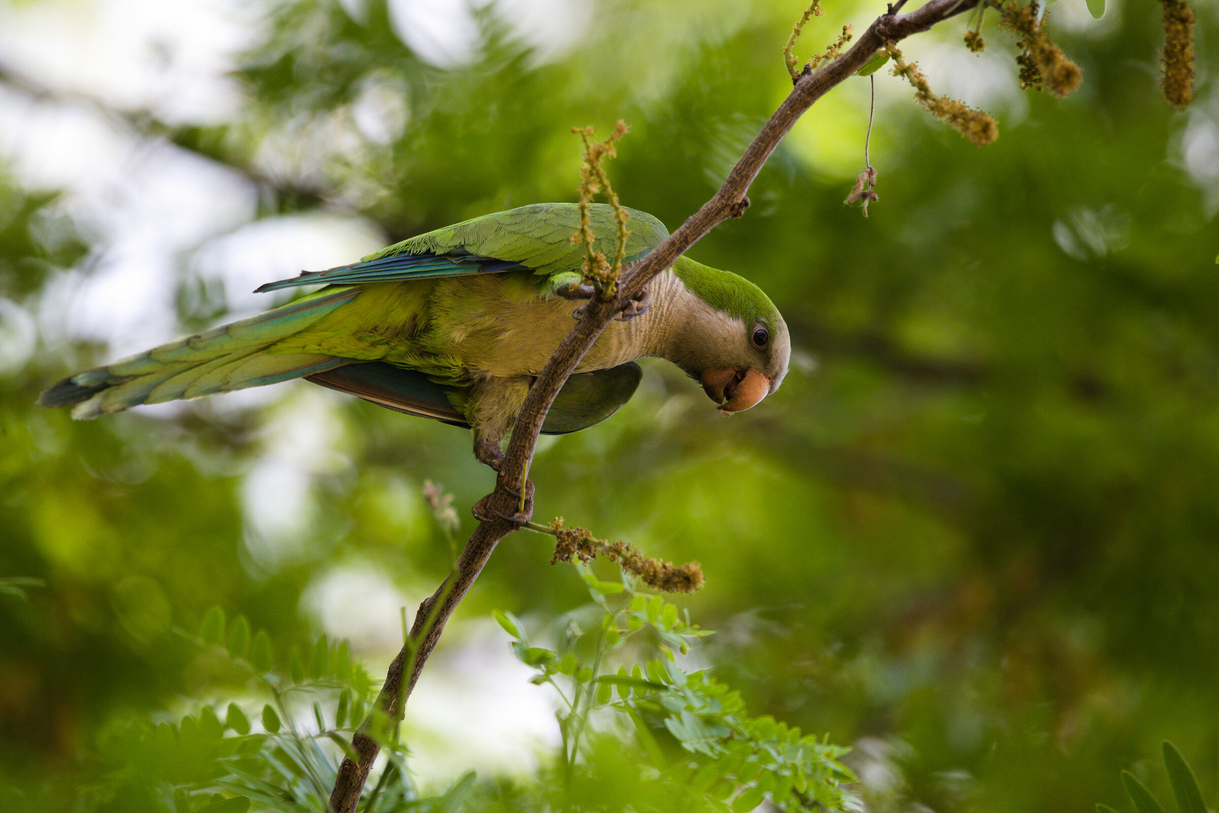 collared parakeet...