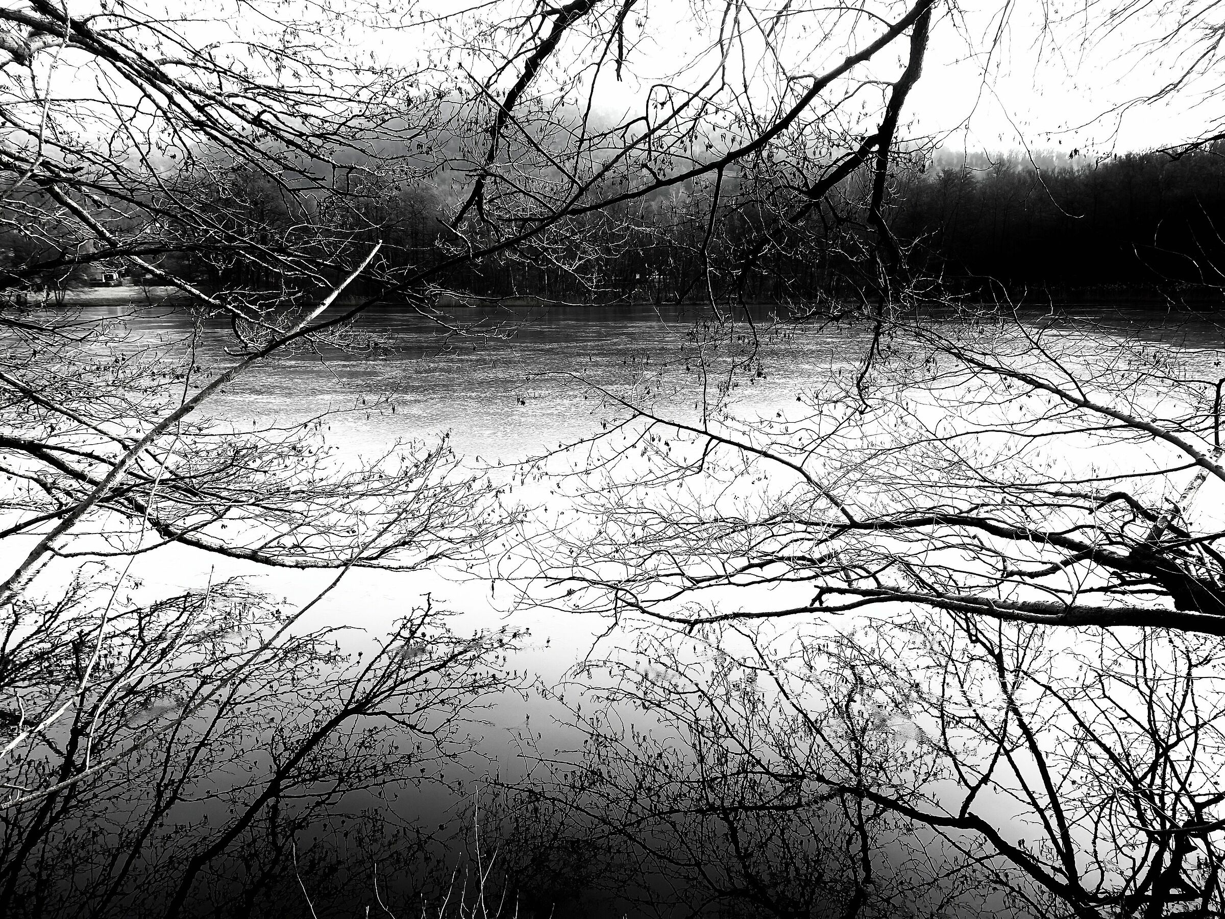Branches in the lake...