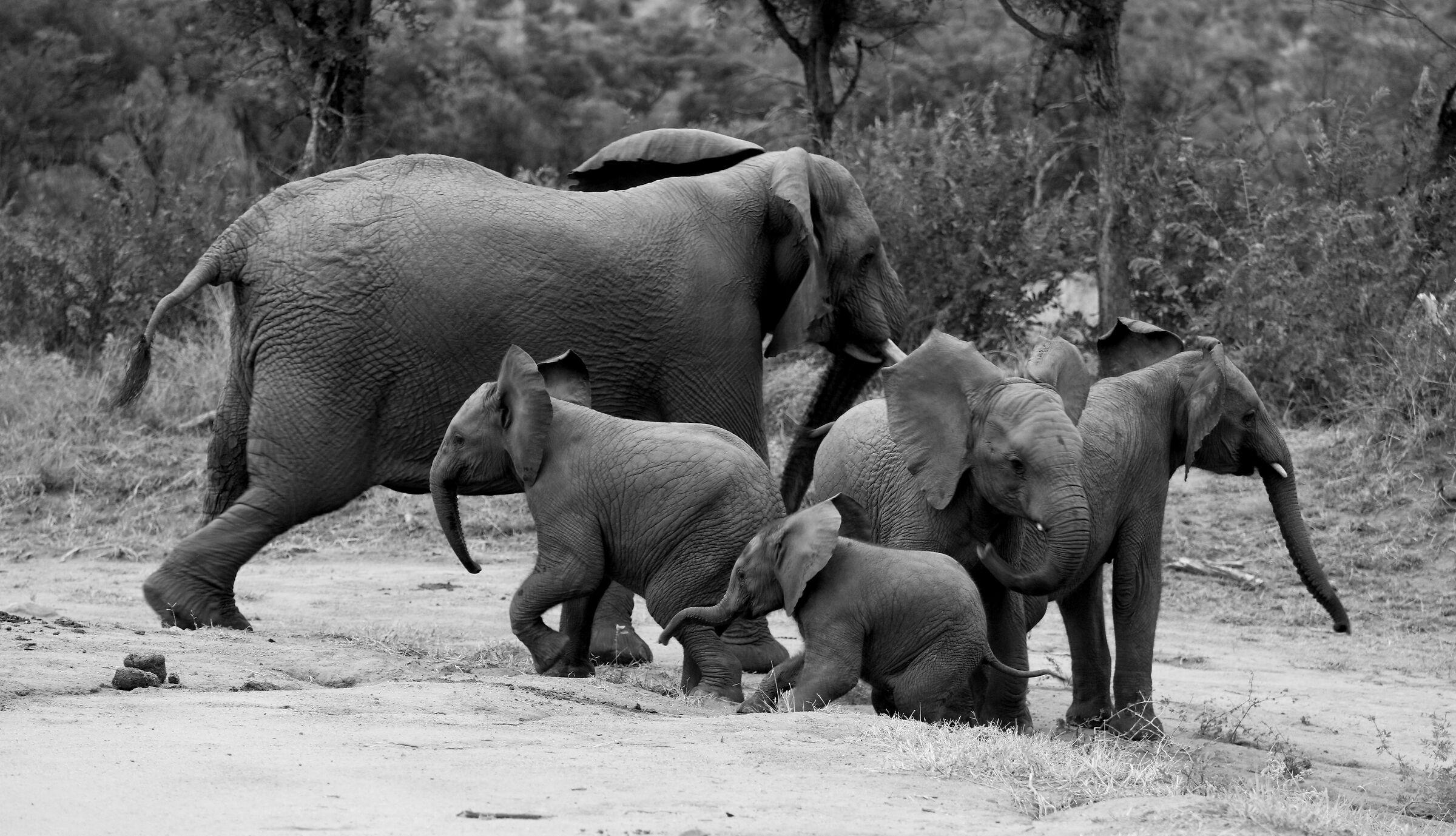 Elefanti in Sud Africa...