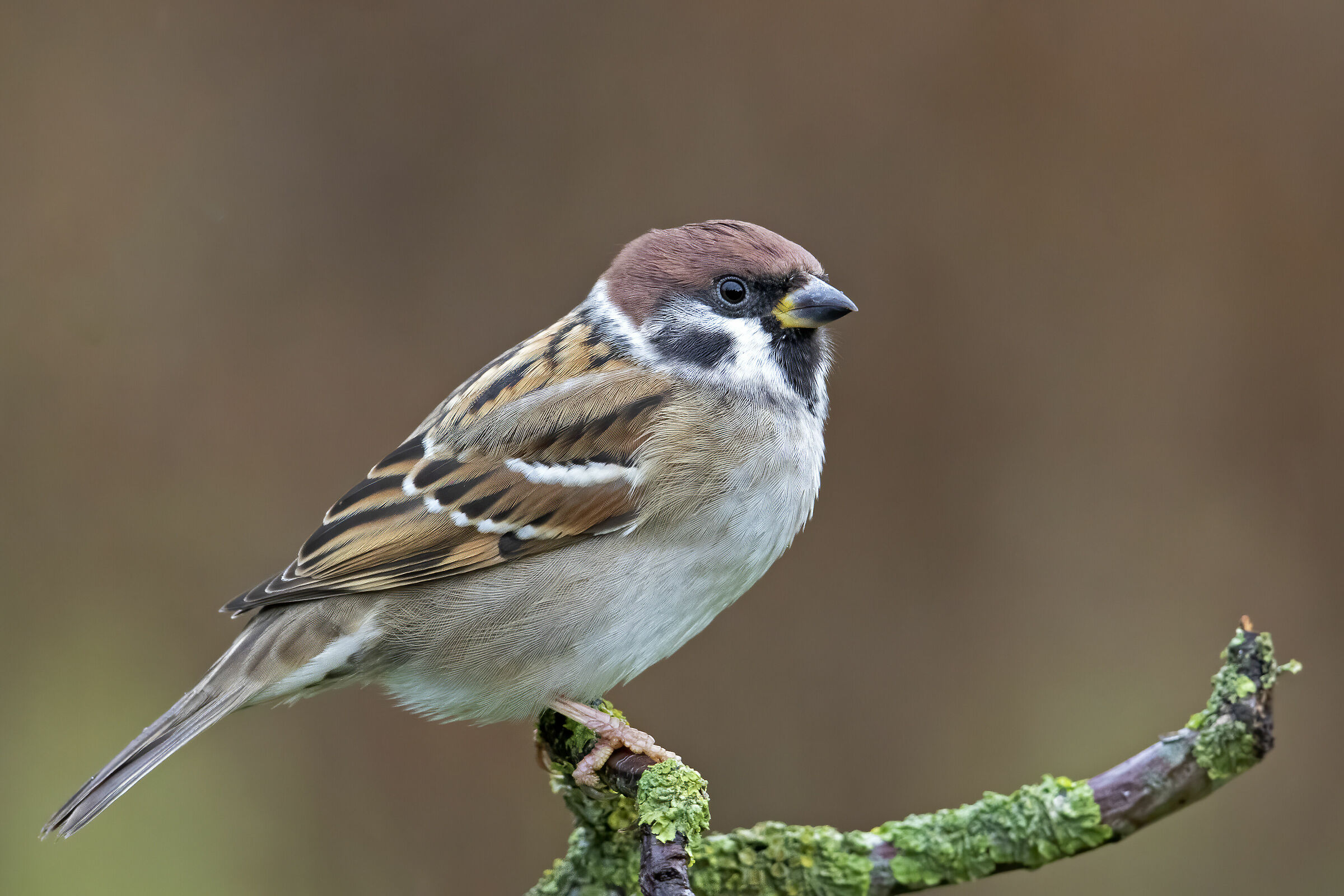 Eurasian tree sparrow (Passer montanus)...