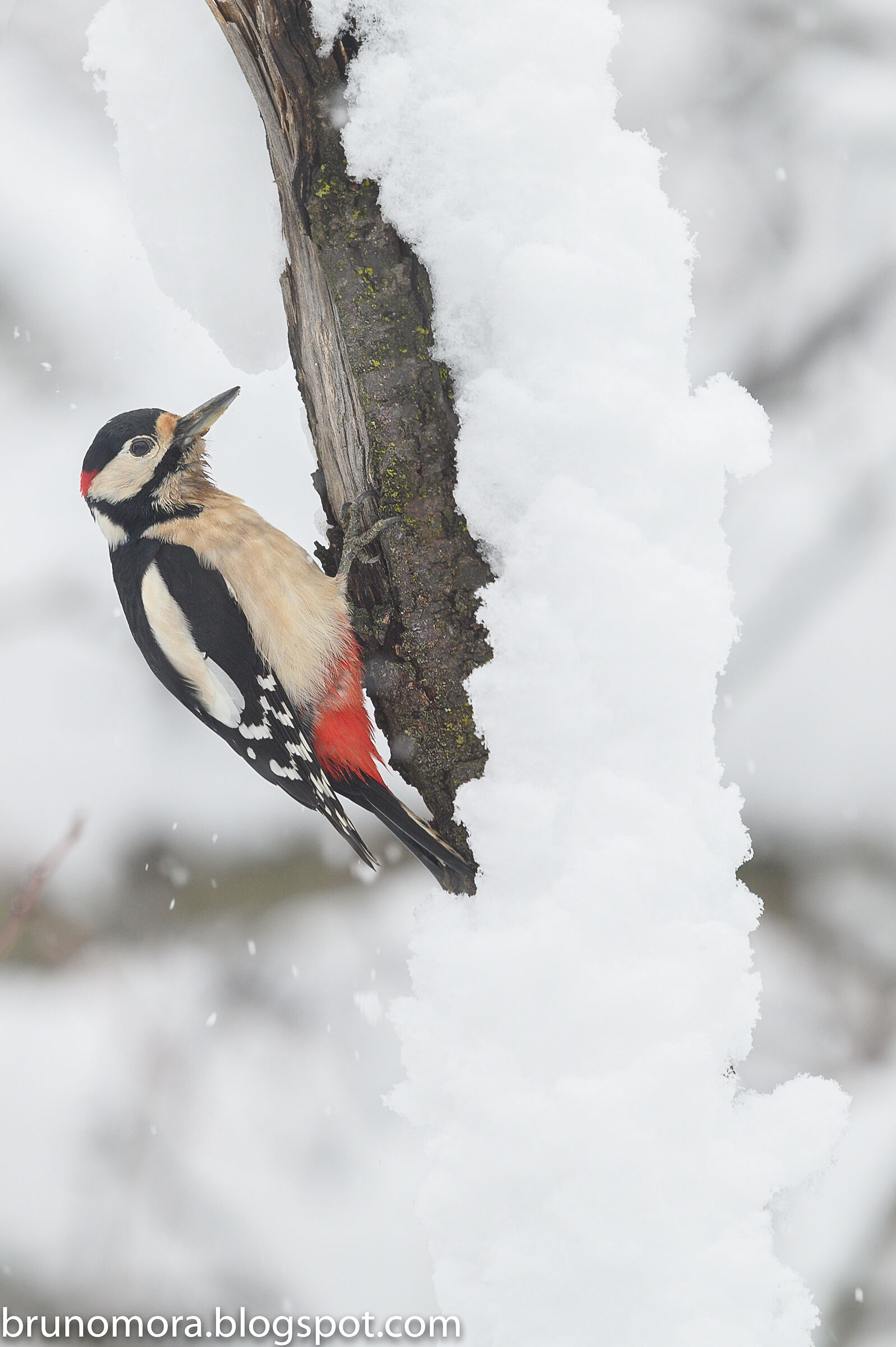 Winter Greater Red Woodpecker...