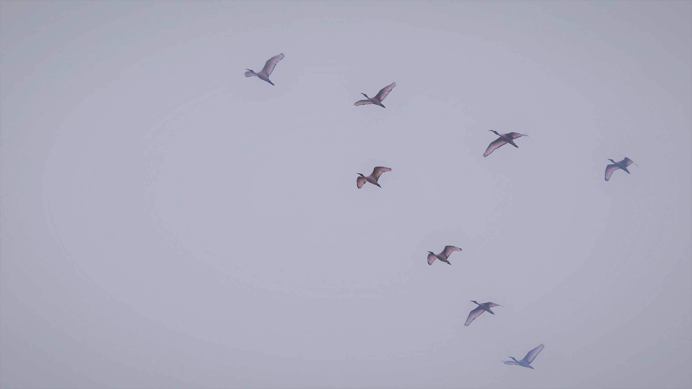 Cormorants formation...