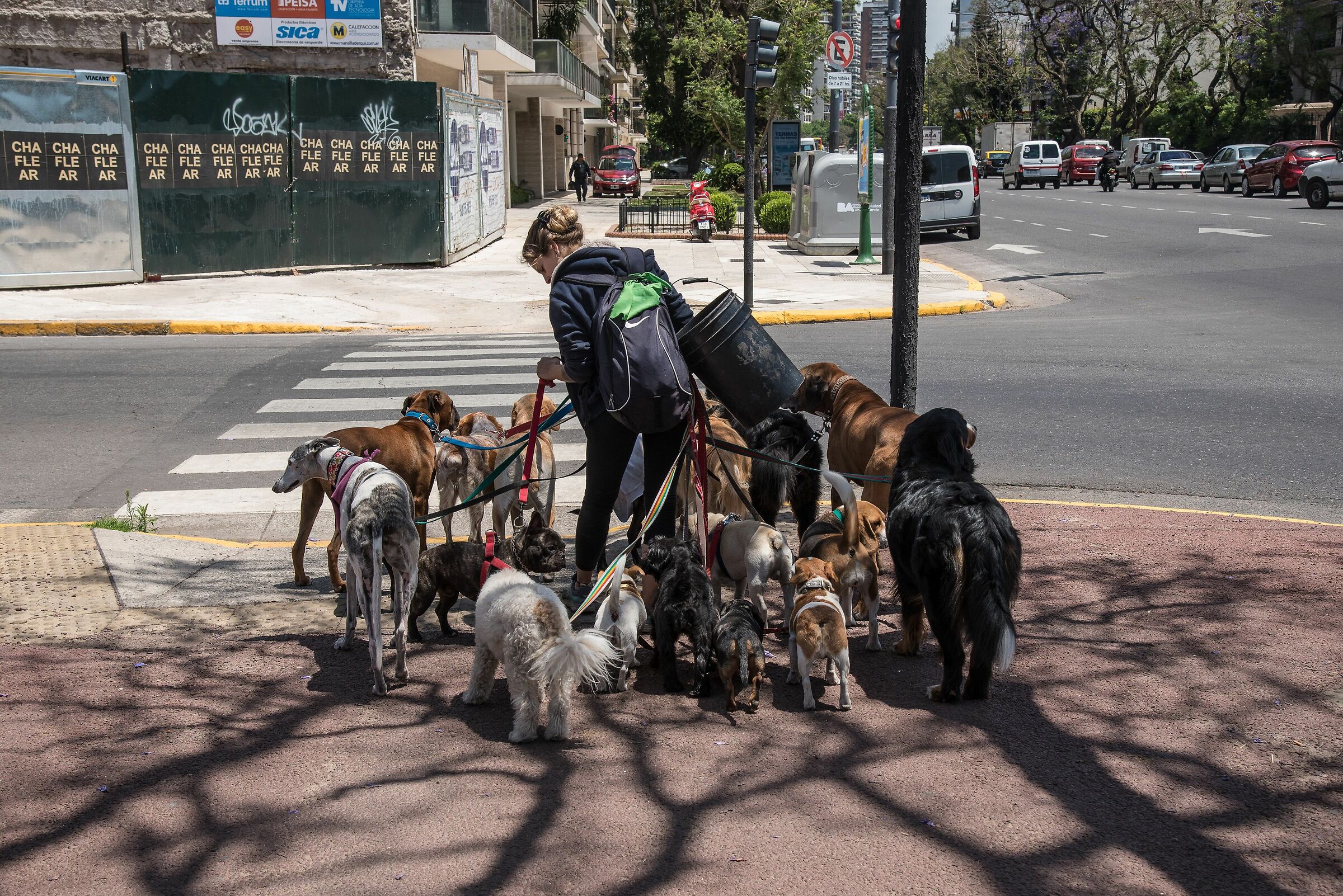dogsitter in Buenos Aires...