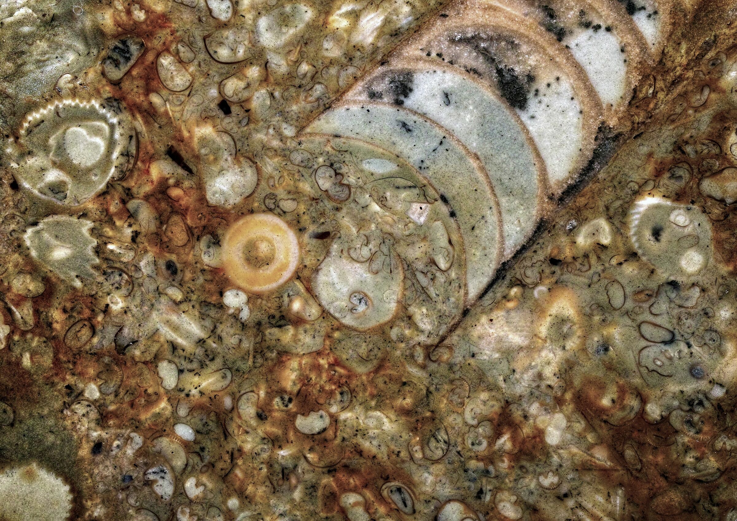 Fossili in pietra calcarea del Mar Baltico...