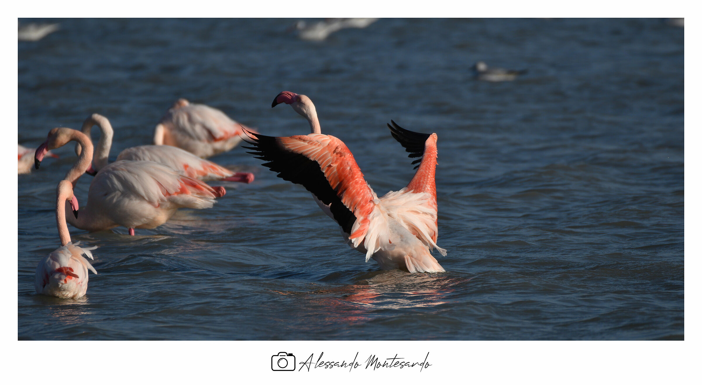 Pink Flamingo...