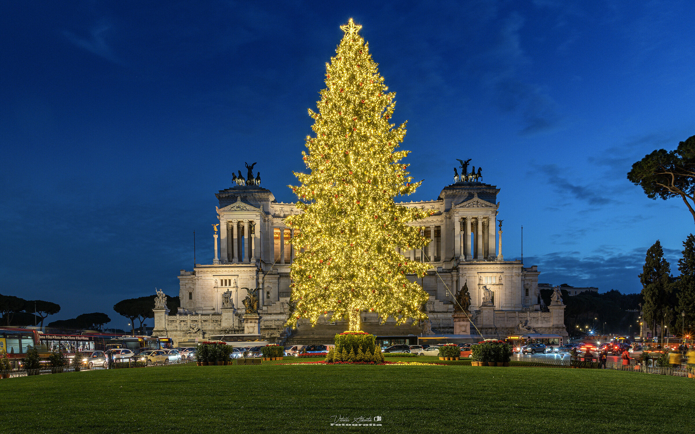 The Christmas Tree in Rome......