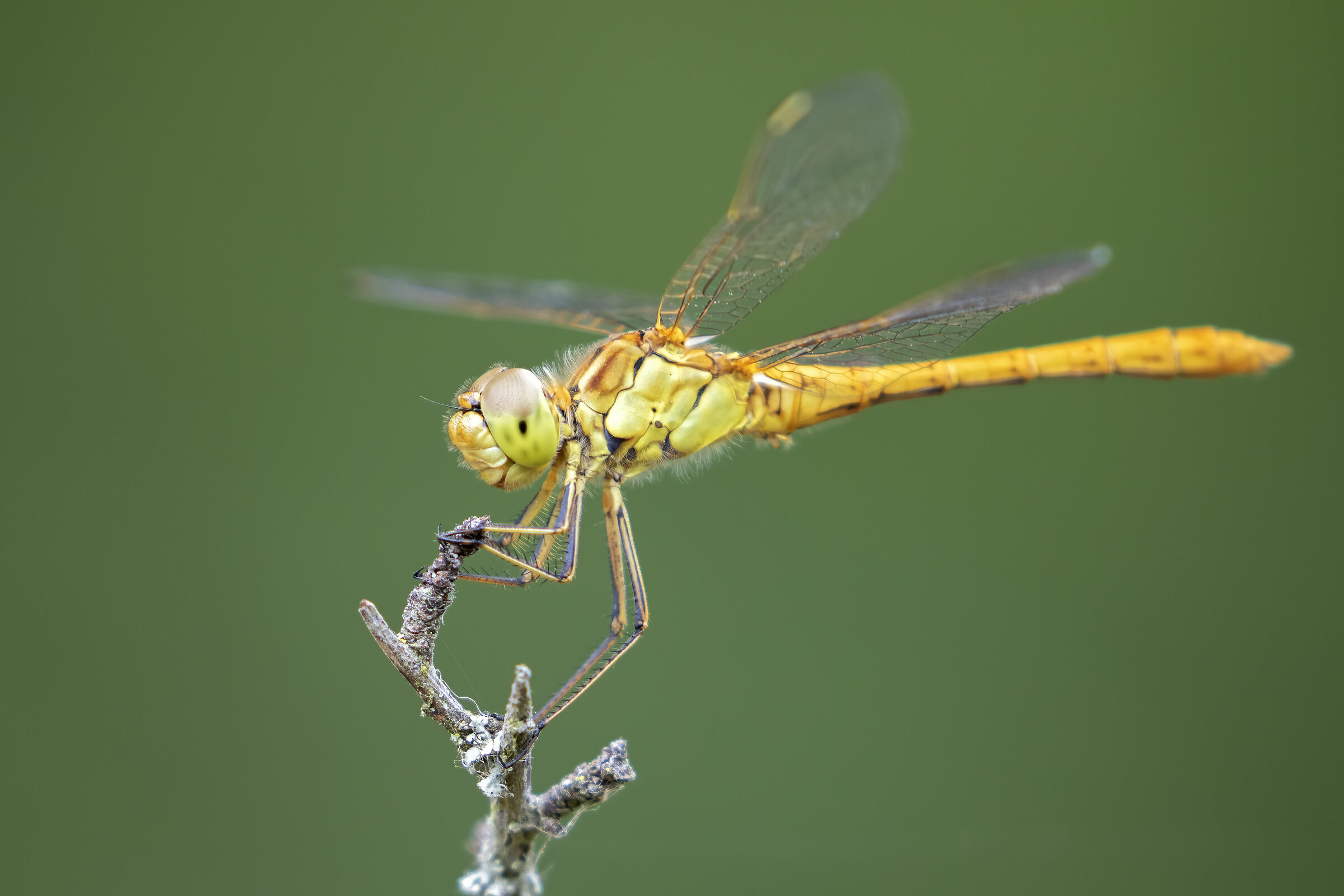 Southern Darter (Sympetrum meridionale)...