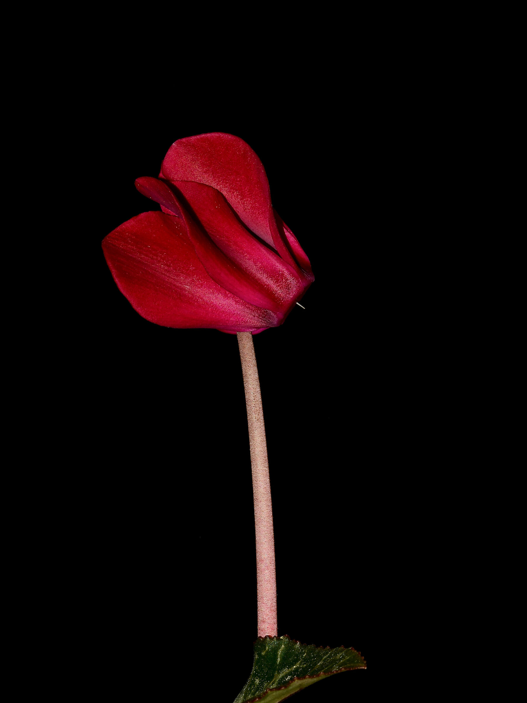 Cyclamen...