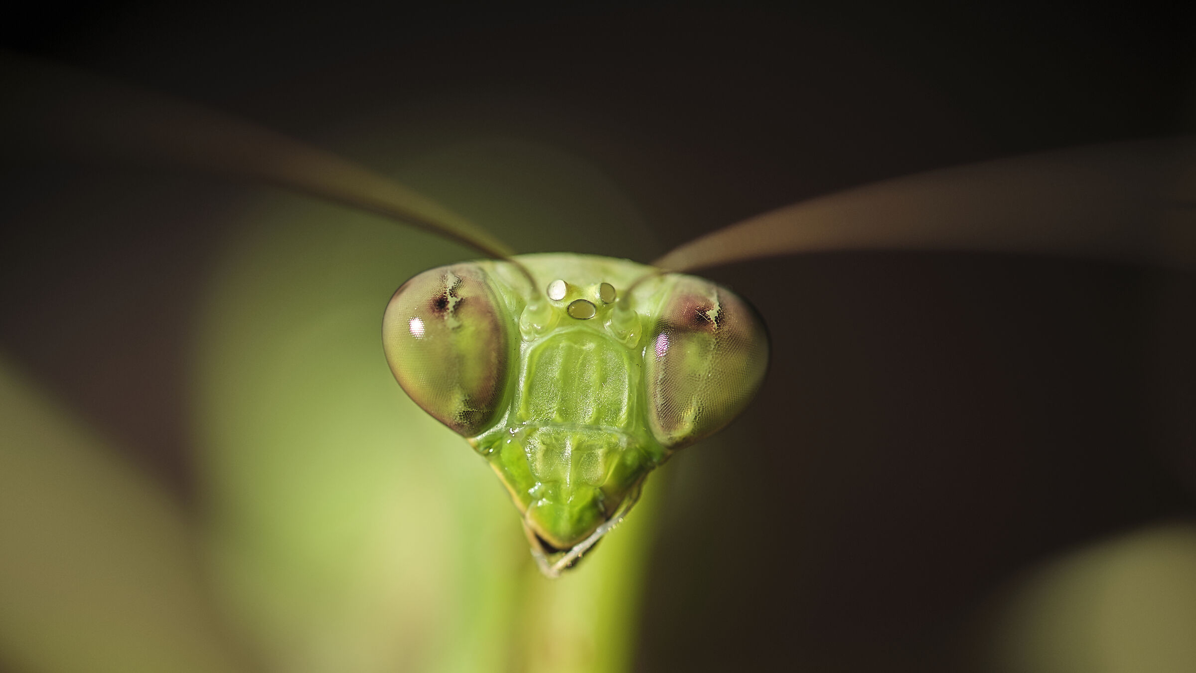 portrait of a mantis...