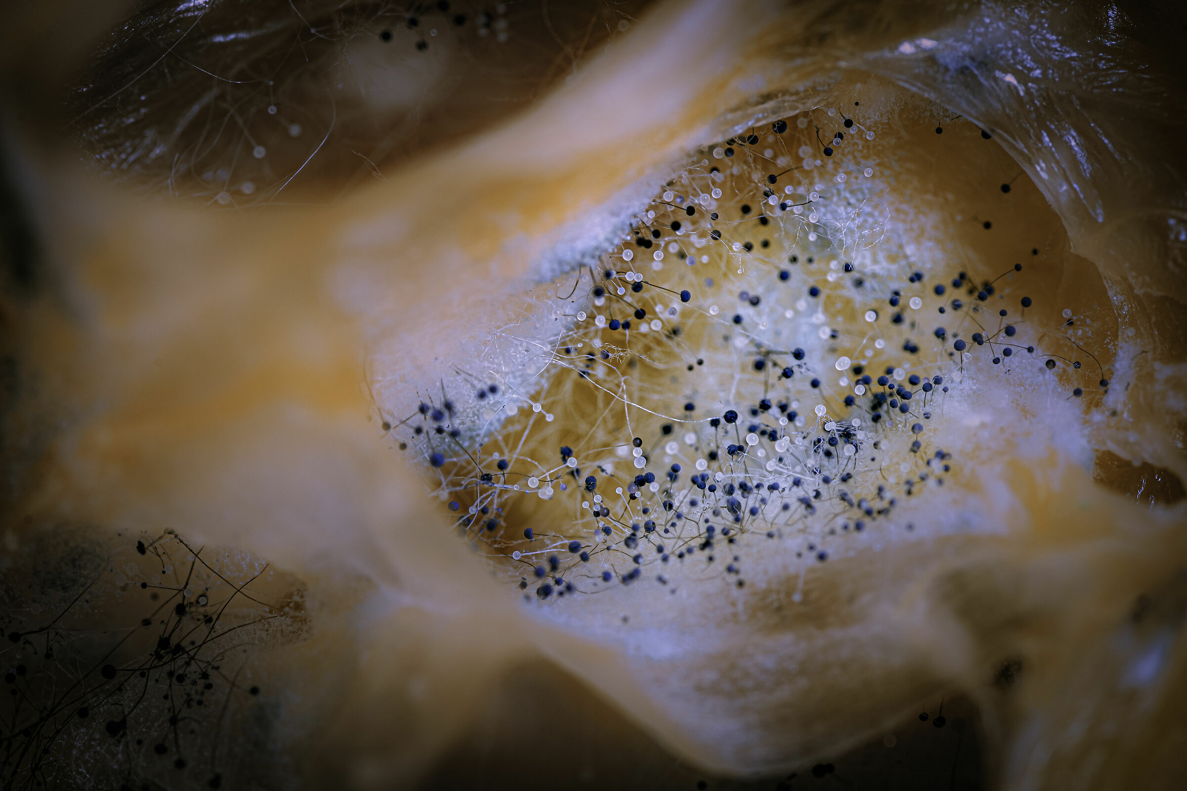 Alien landscape (mold in a lemon)...