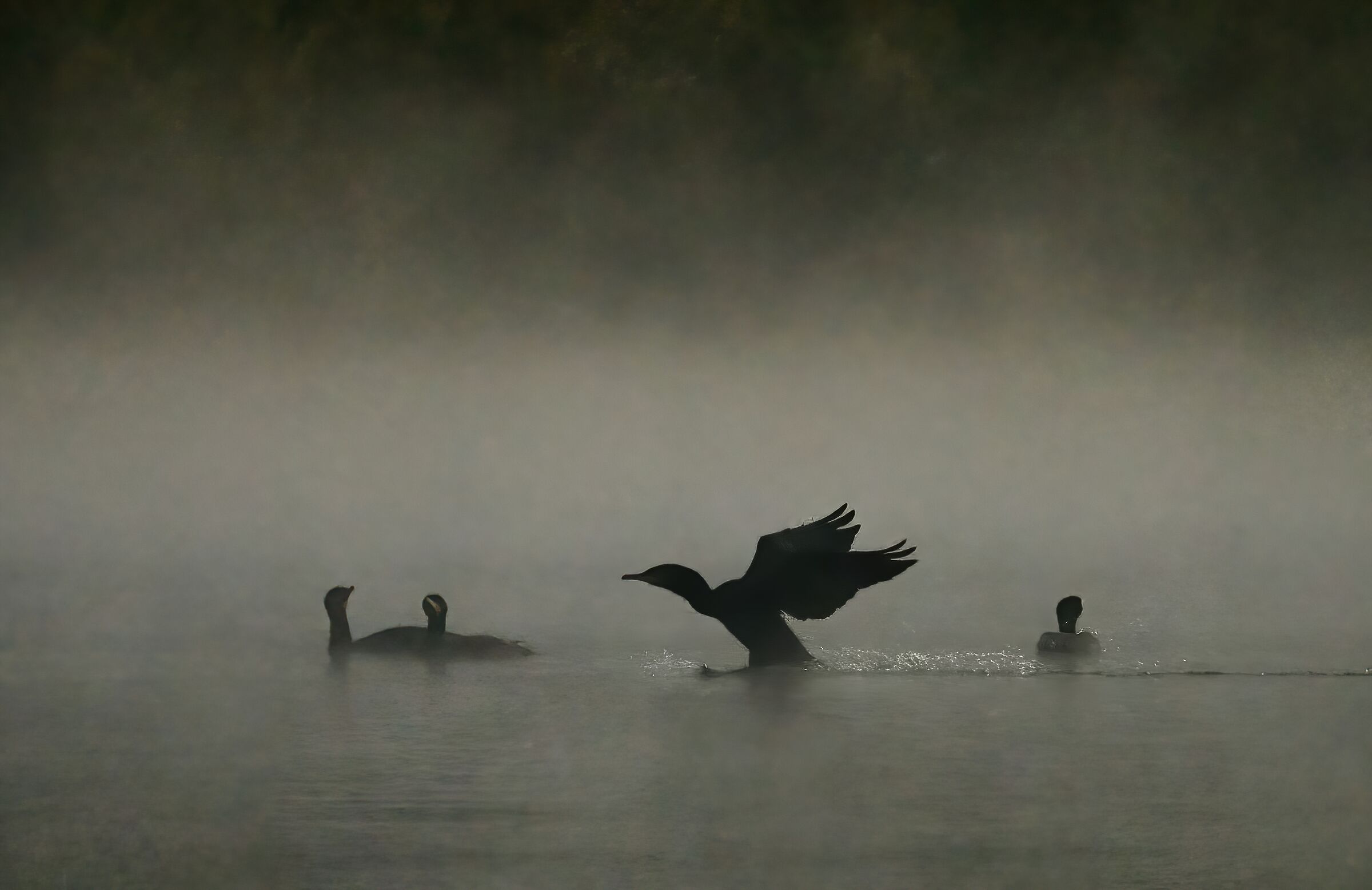 Cormorani nelle nebbia...
