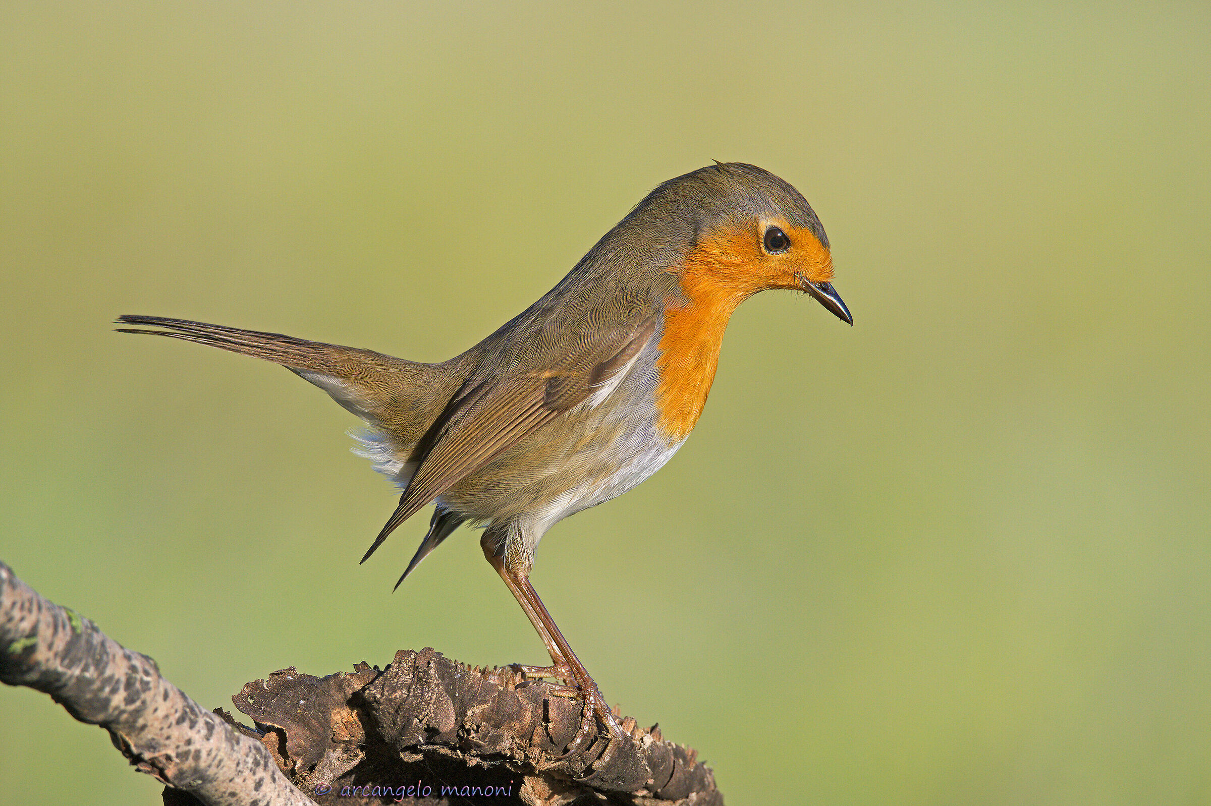 A robin on the attentive...