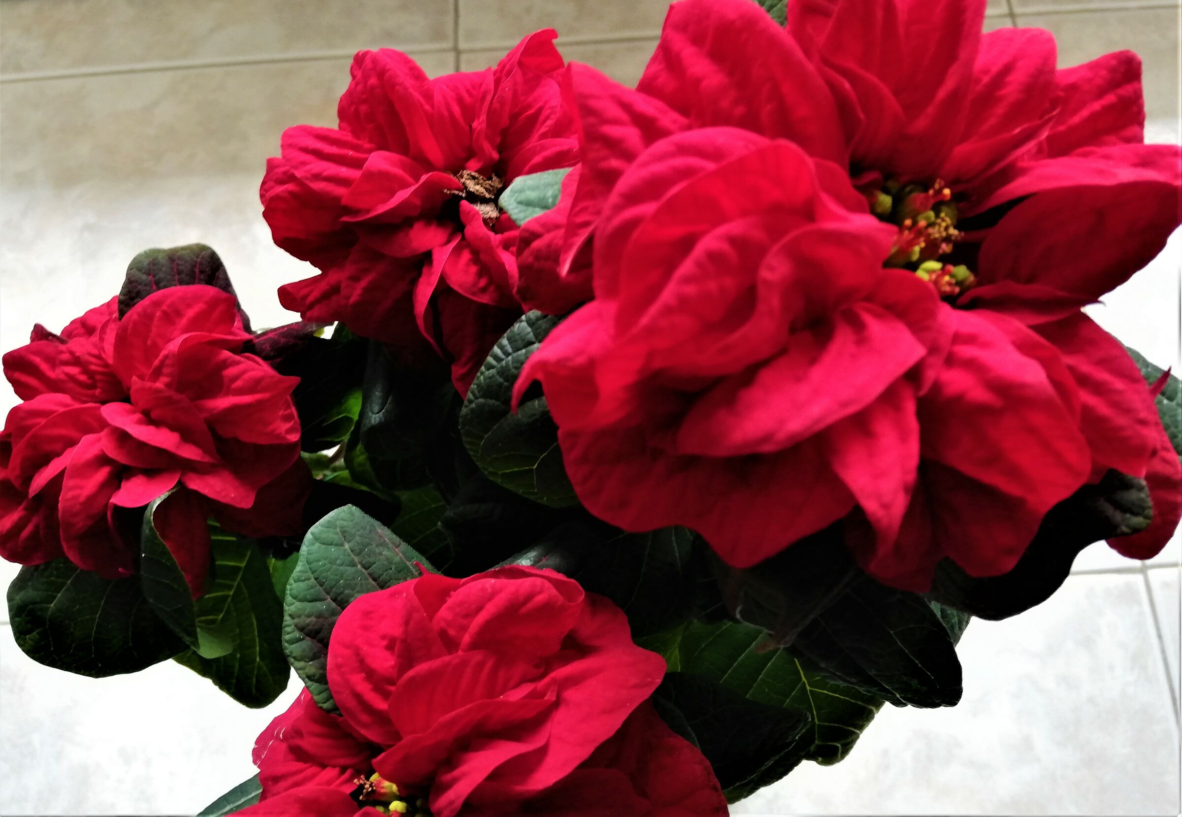 buone feste a tutti......