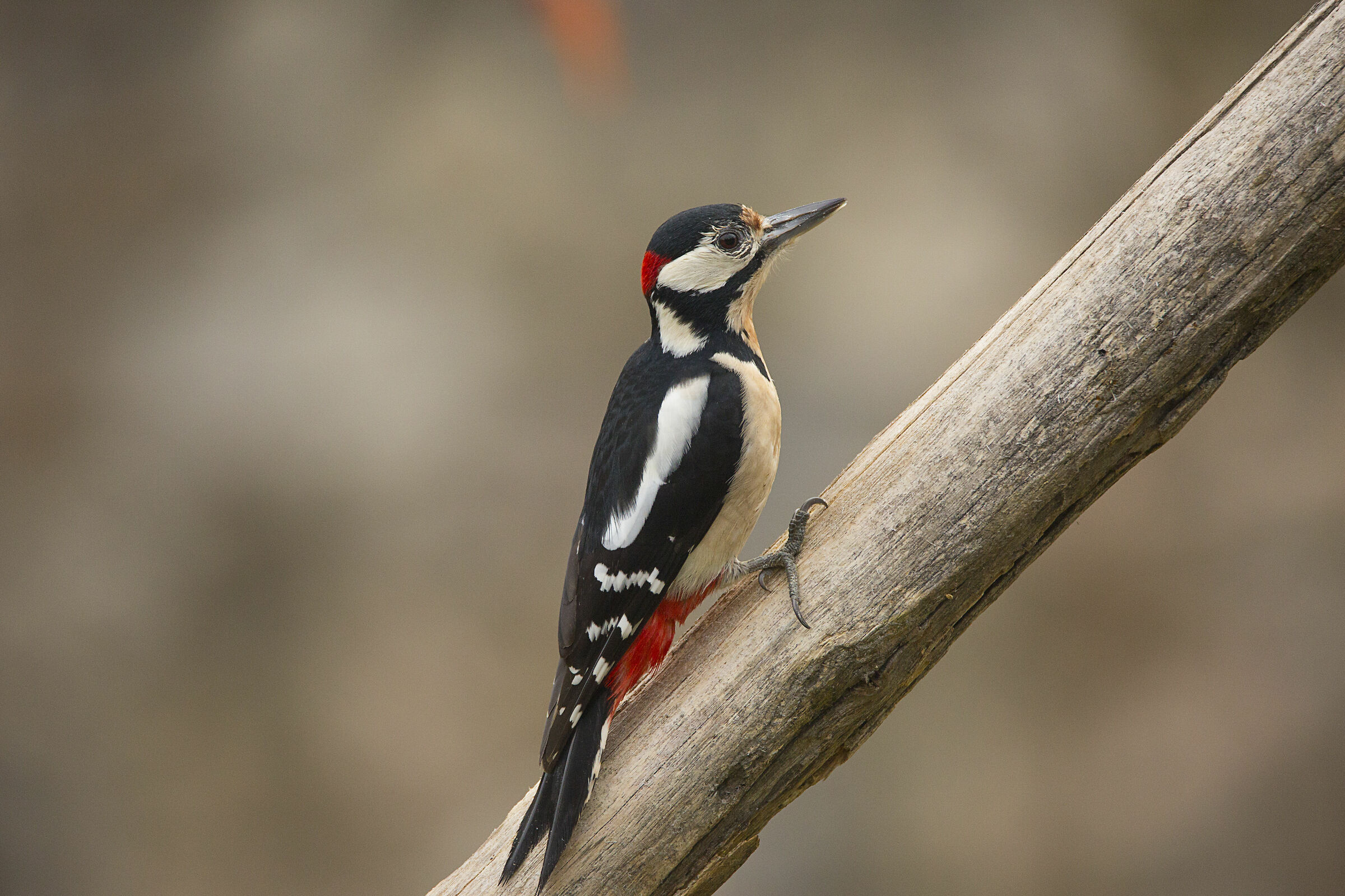 red woodpecker m....
