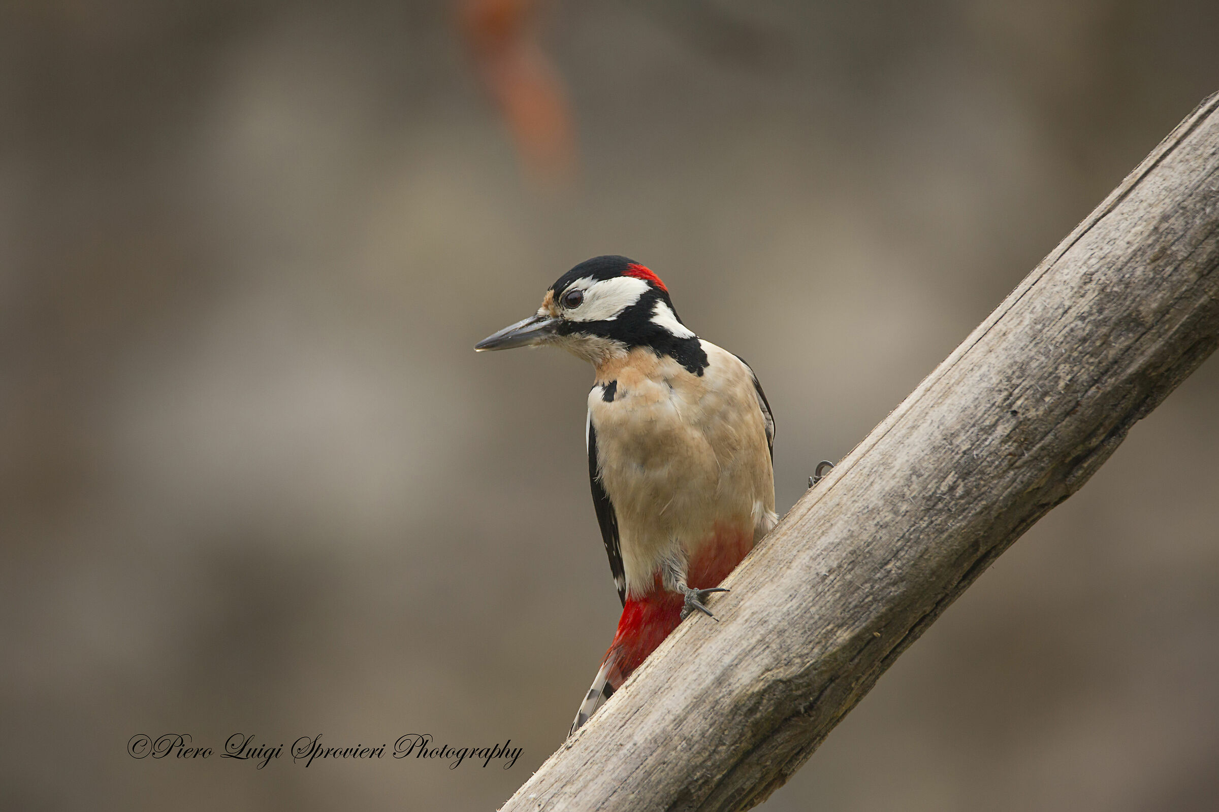 red woodpecker m....