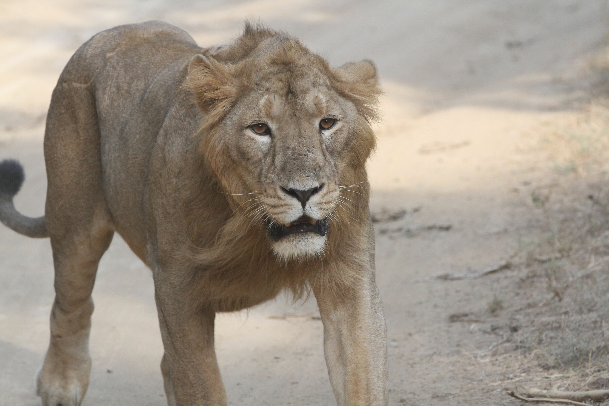 Asian Lion (Panthera leo persica)...