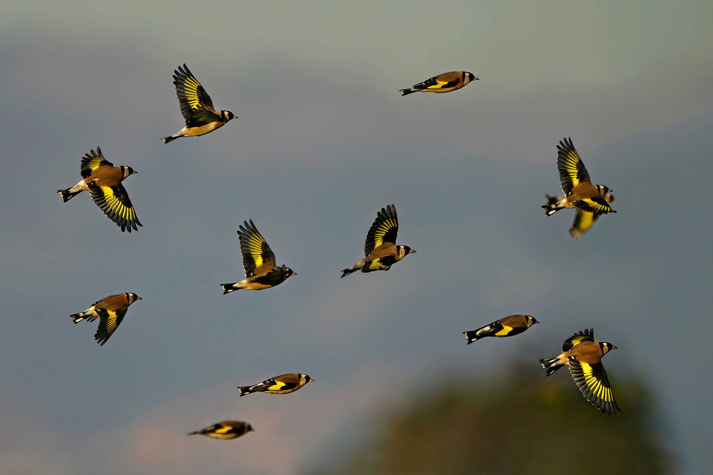 Goldfinches in a winter sunset...