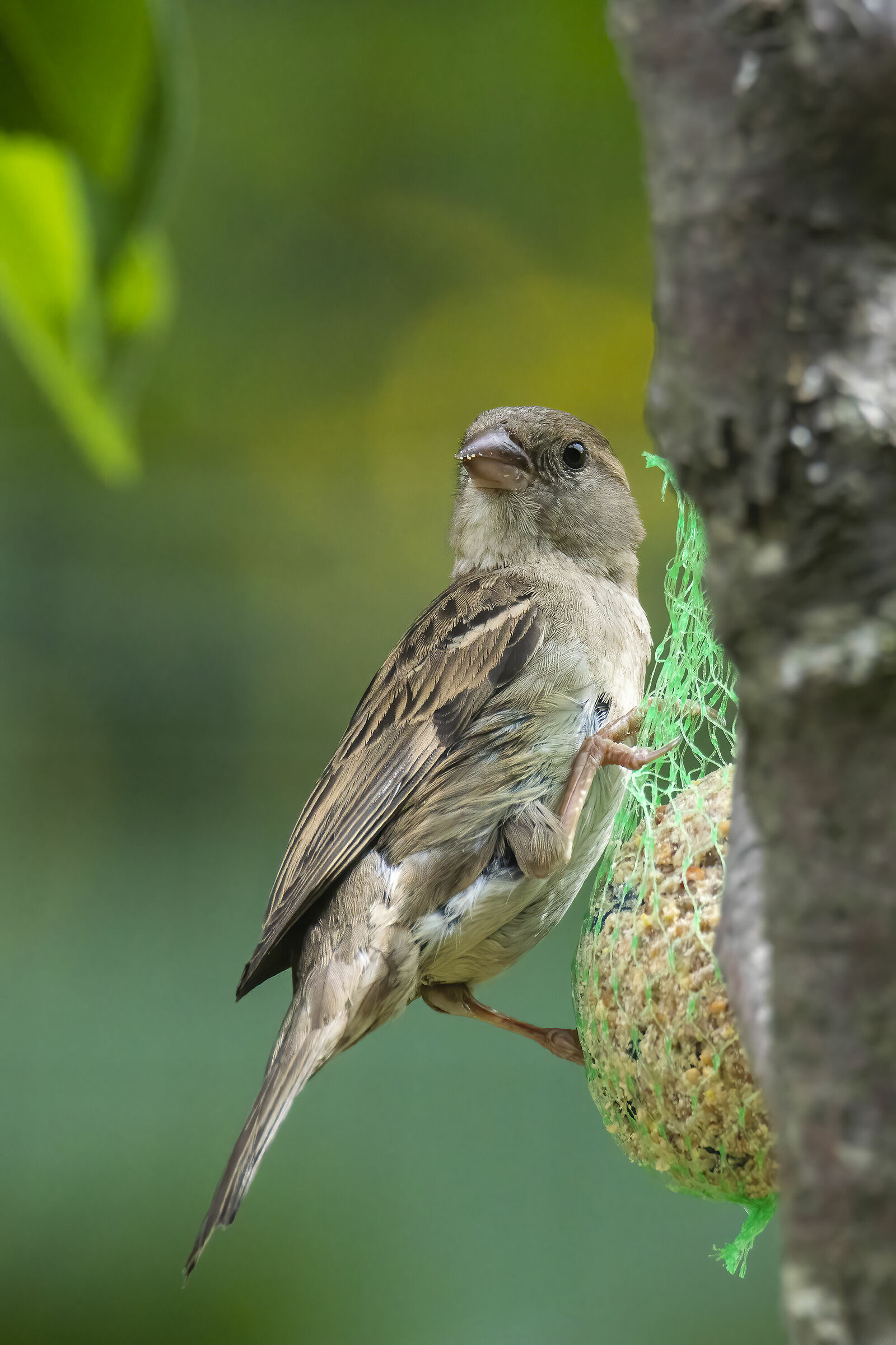 Simple sparrow...