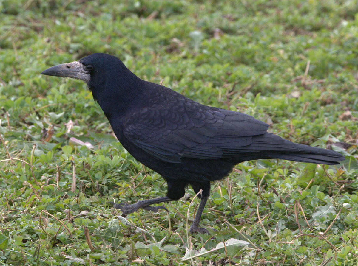 common crow...
