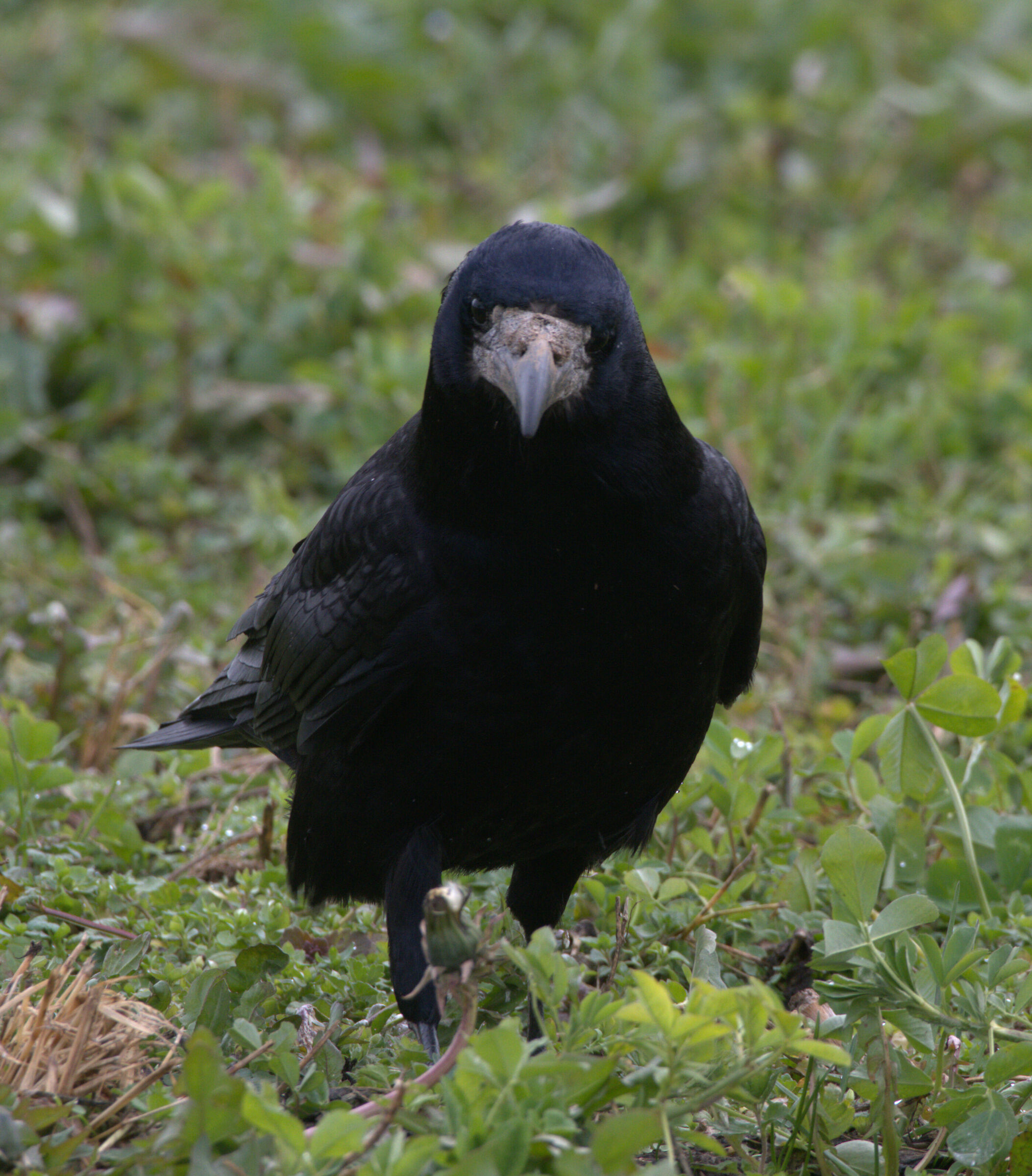 common crow...