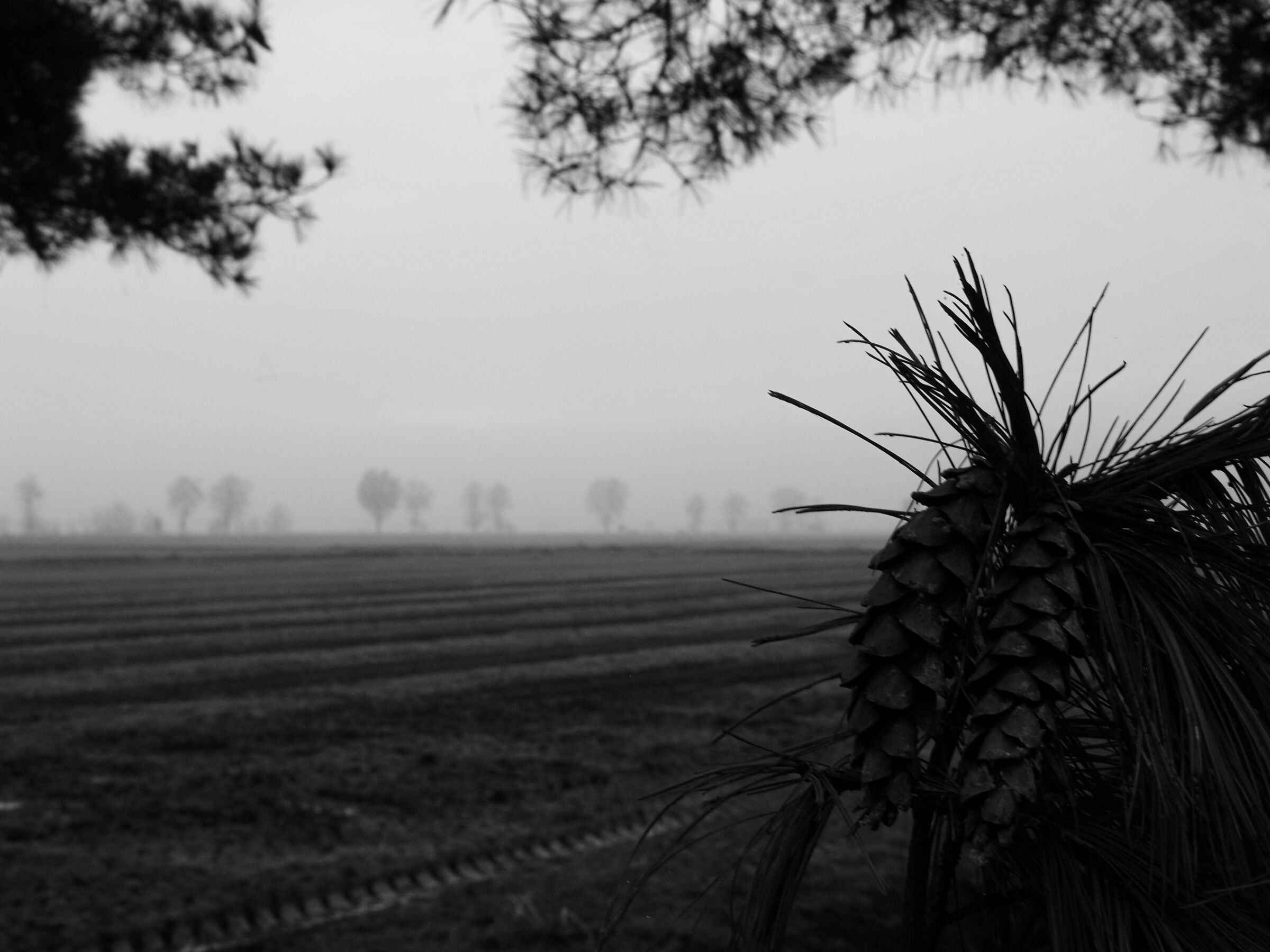 Pine cone and fog...